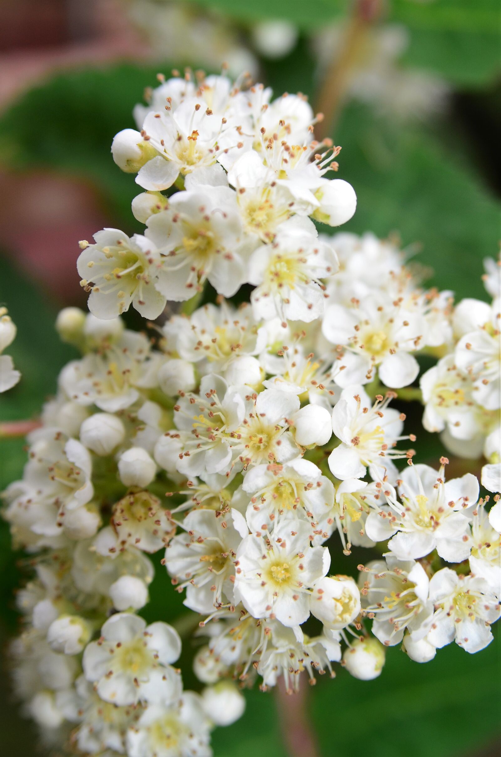 Nikon D7000 sample photo. Mountain ash, rowan, bush photography