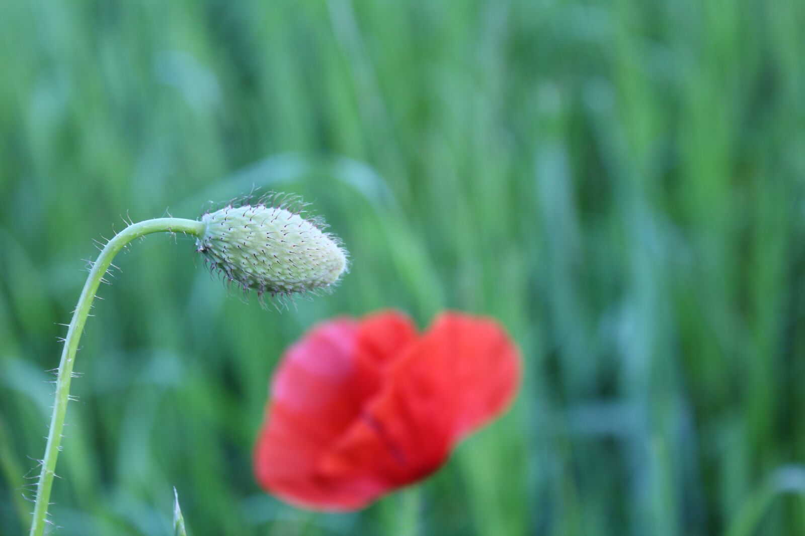 Canon EOS 1300D (EOS Rebel T6 / EOS Kiss X80) sample photo. Poppy, meadow, red photography