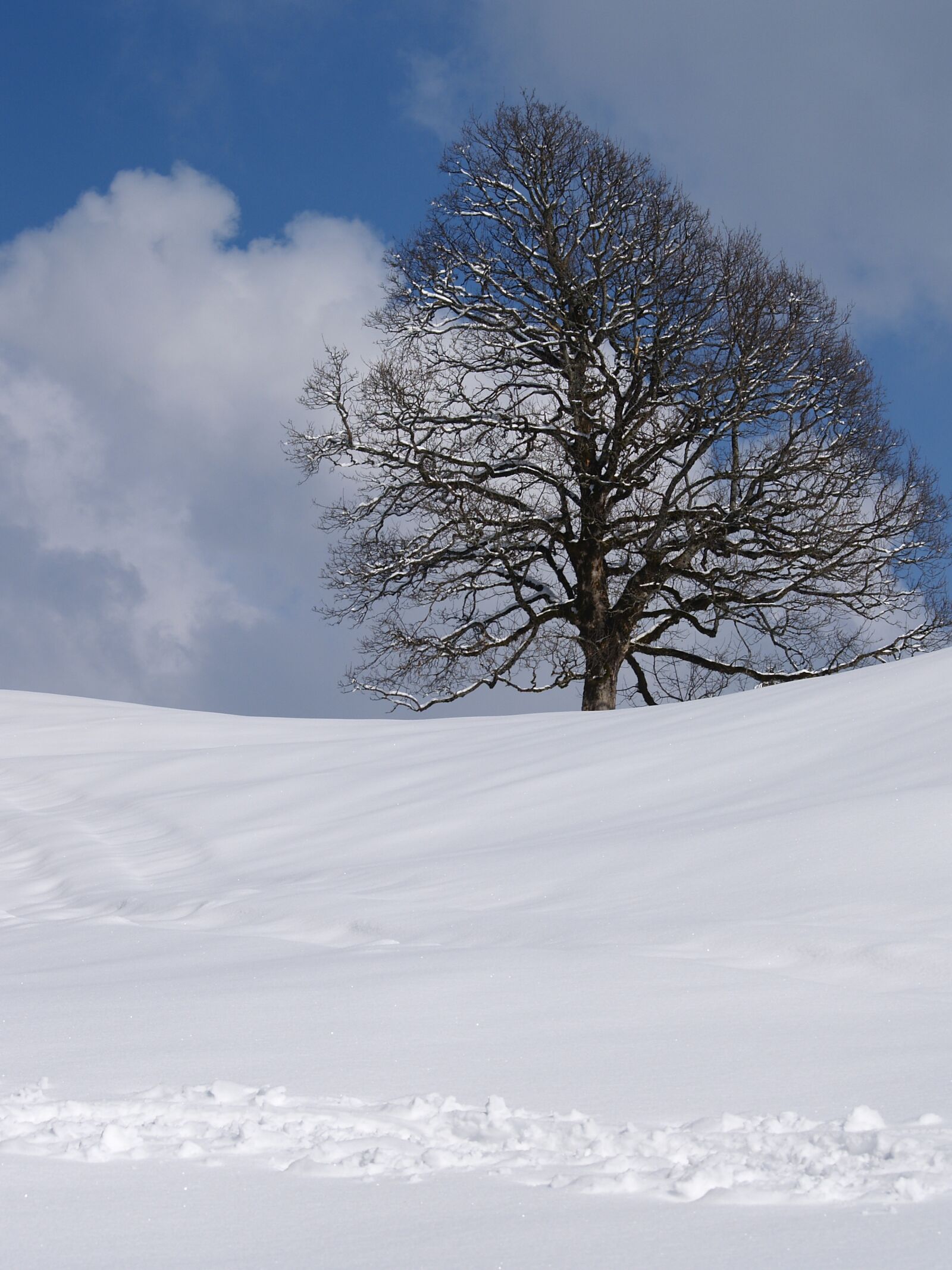 Olympus E-300 (EVOLT E-300) sample photo. Winter, snow, cold photography