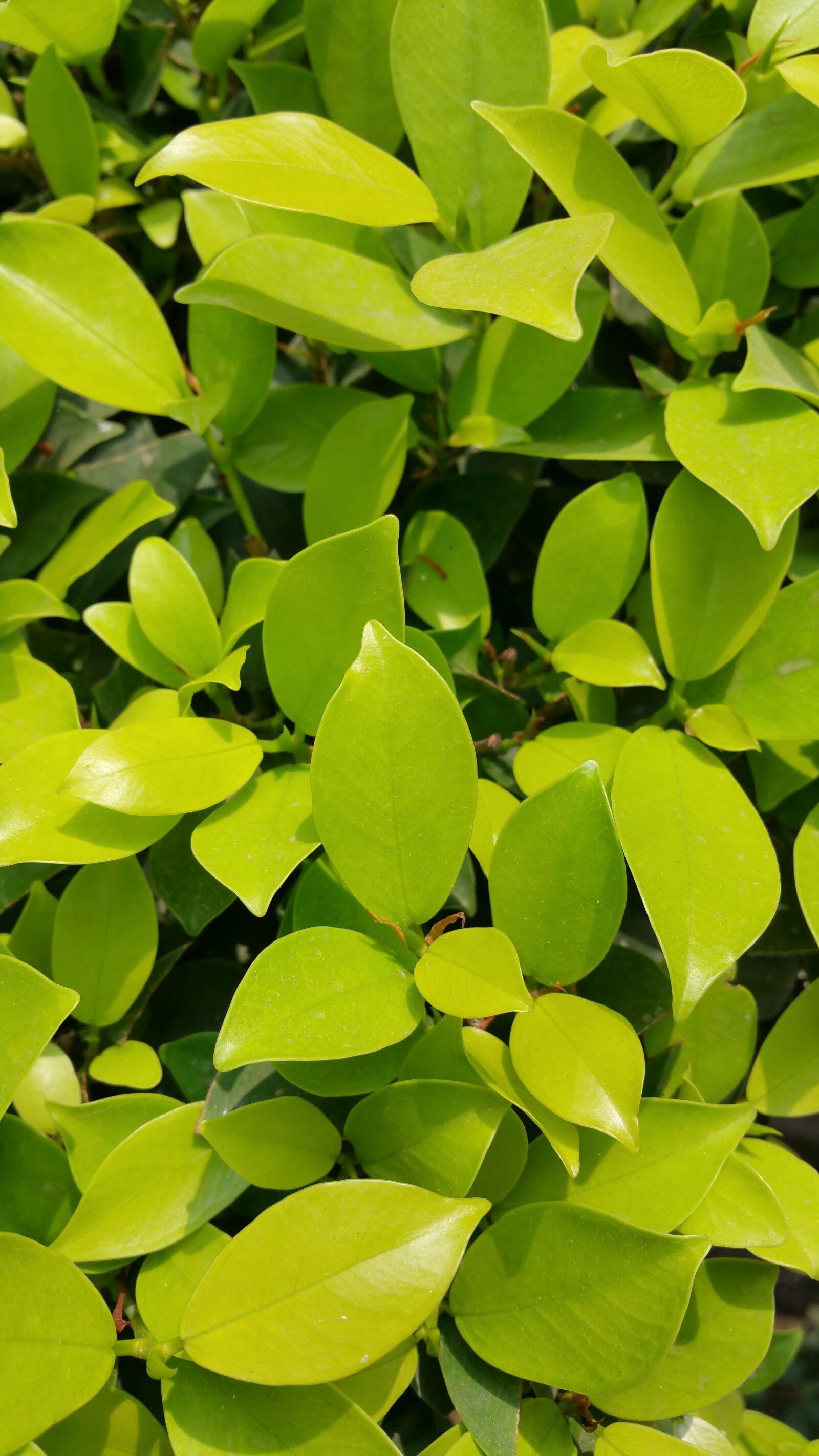 Samsung Galaxy Note4 sample photo. Boundary, dark, green, desktop photography