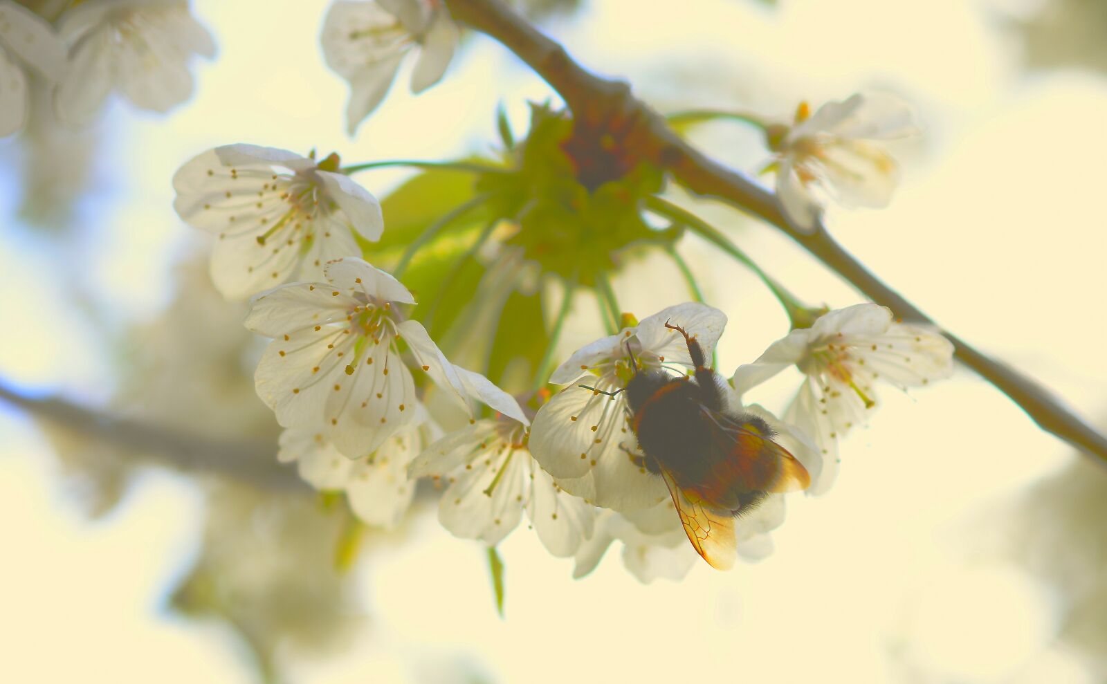 Nikon D3200 sample photo. Hummel, hymenoptera, insect photography