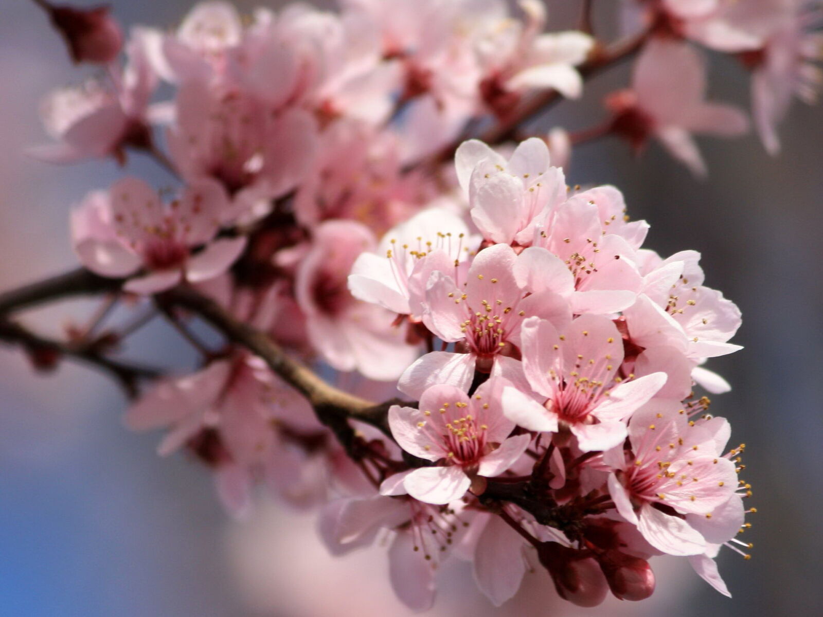 Canon EOS 1000D (EOS Digital Rebel XS / EOS Kiss F) + f/4-5.6 IS II sample photo. Pink petals, flowers, spring photography