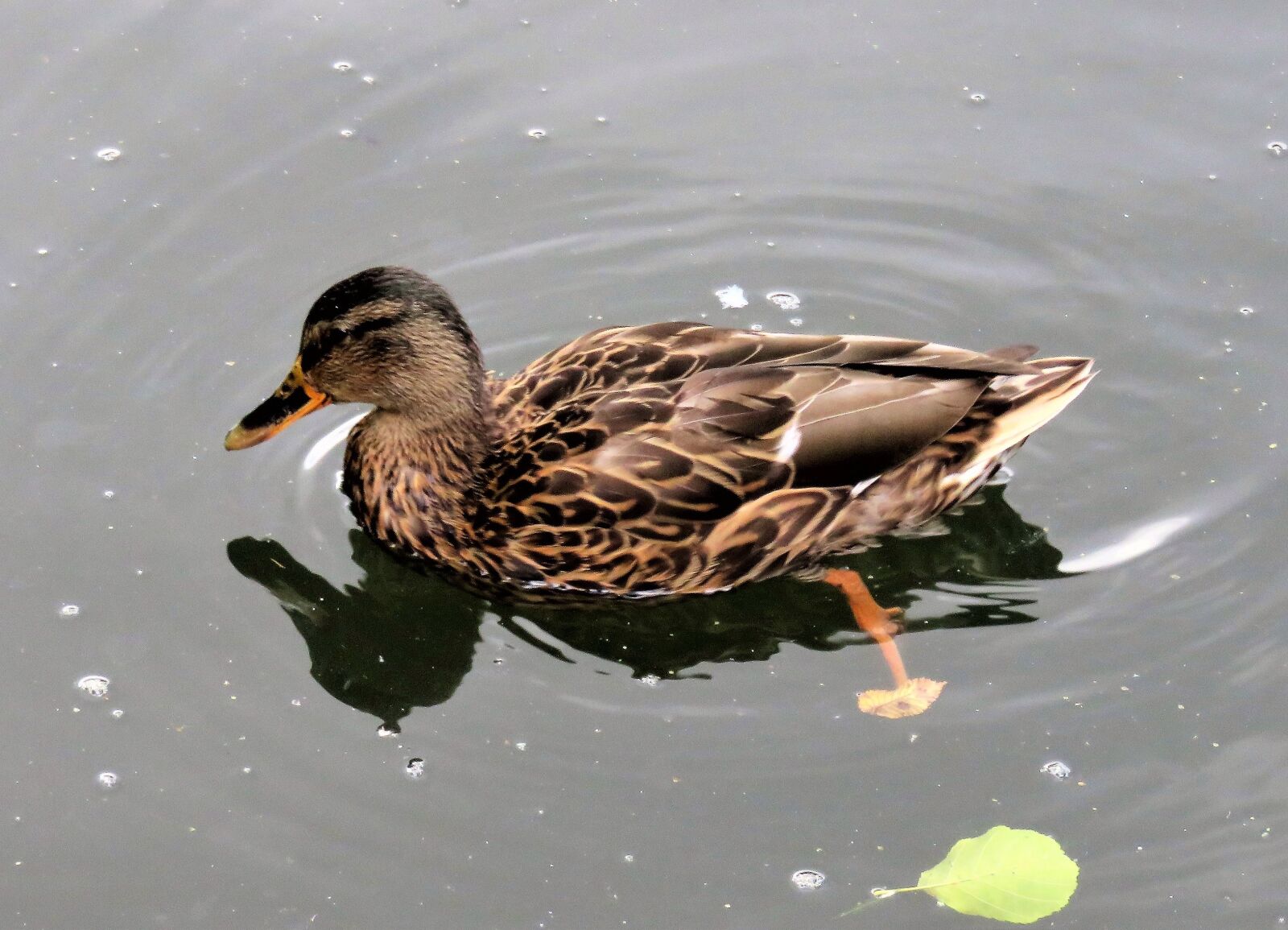Canon PowerShot SX710 HS sample photo. Duck, mallard, water bird photography