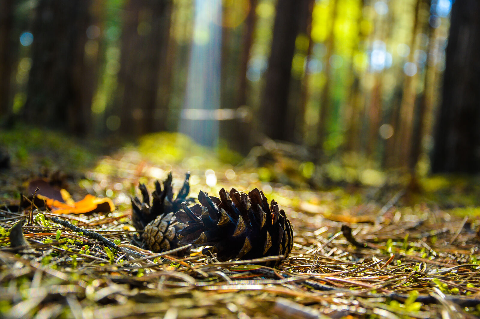 Nikon D3200 sample photo. Forest, wood photography