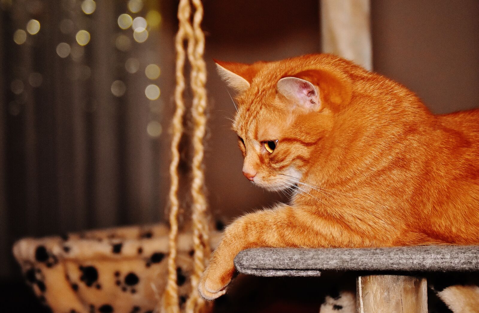 Nikon D7200 sample photo. Cat, red, funny photography