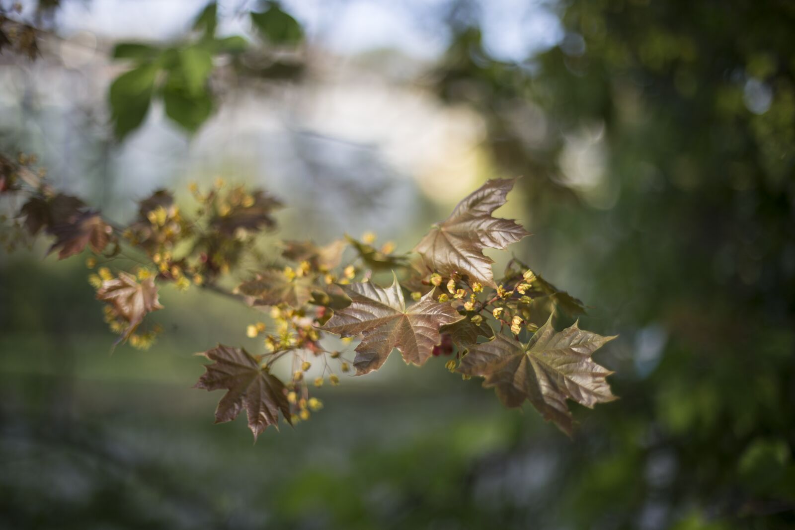 Canon EOS 6D + Canon EF 50mm F1.4 USM sample photo. Green, leaf, leafs photography