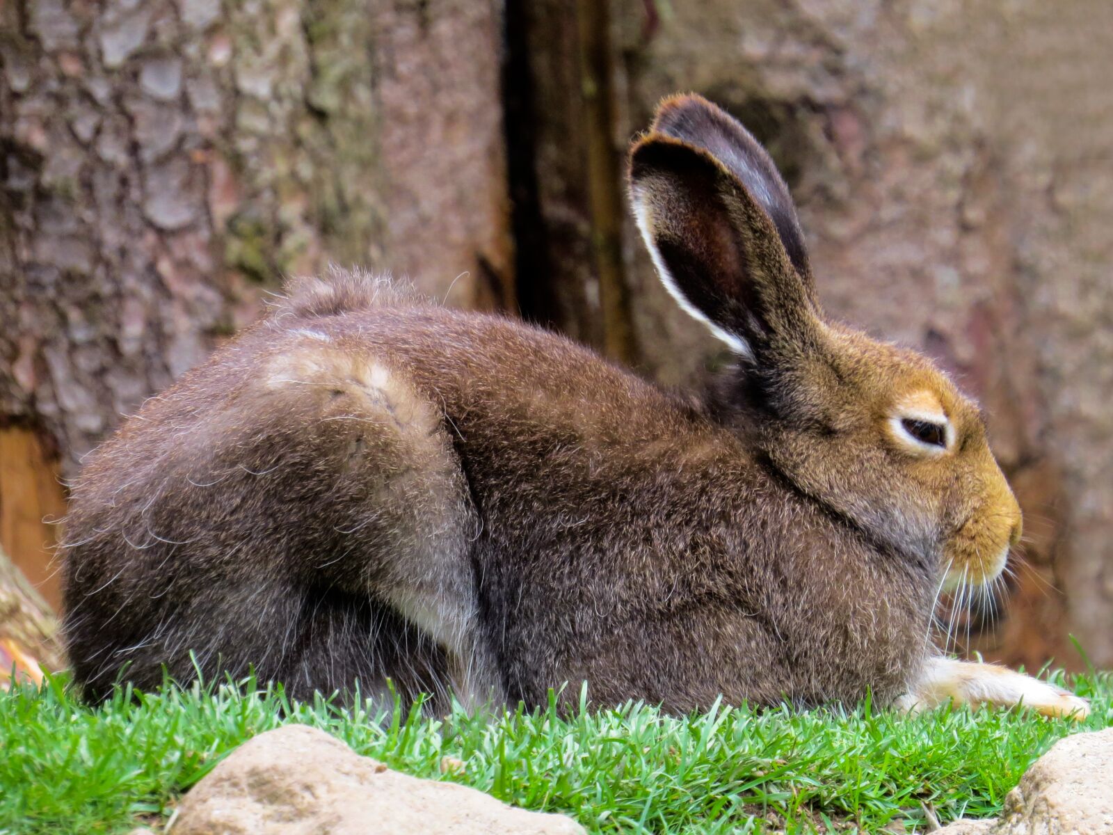 Canon PowerShot SX50 HS sample photo. Animals, hare, rodent photography