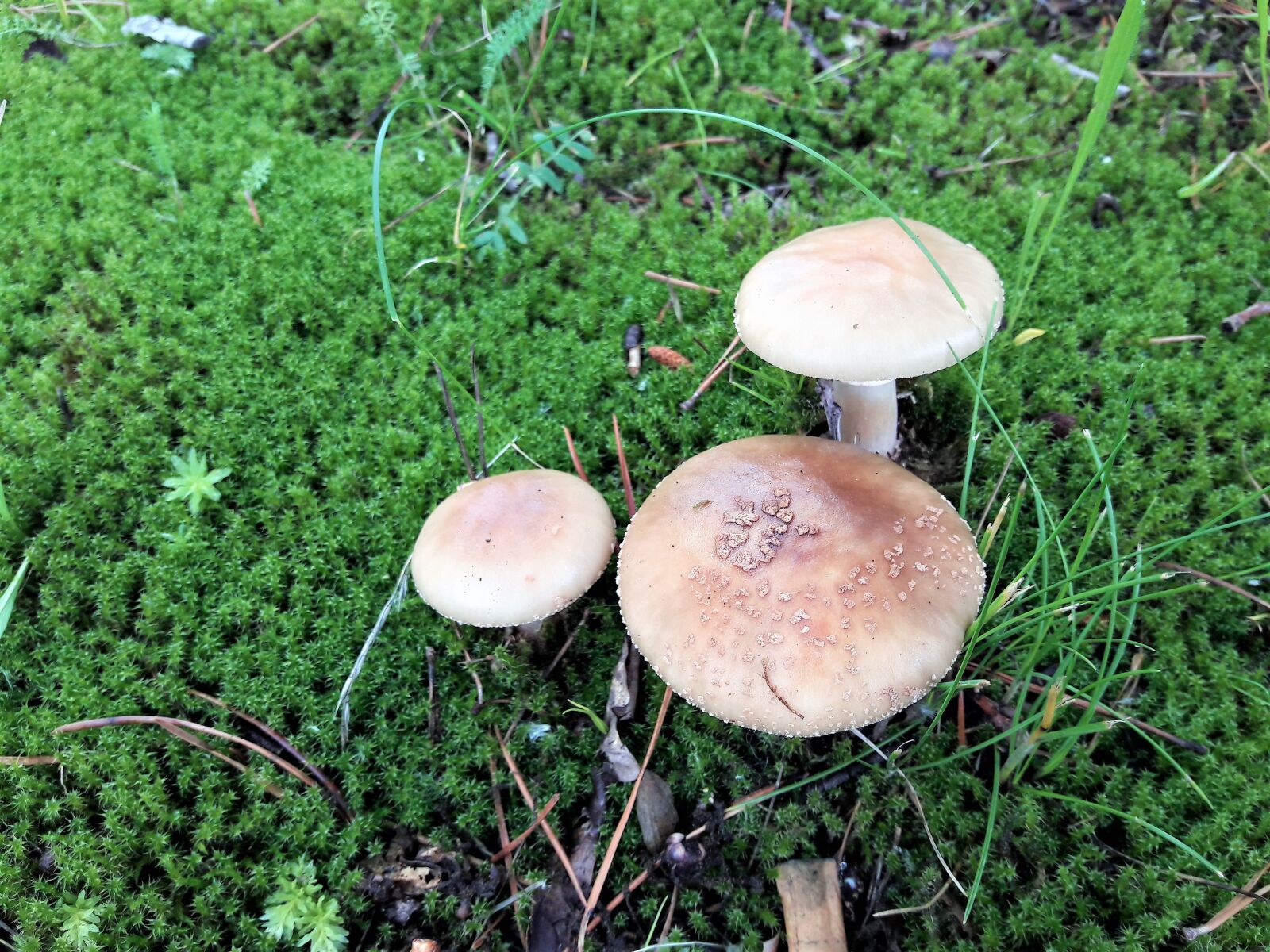 Samsung Galaxy A5(2016) sample photo. Pilz, moos, natur photography