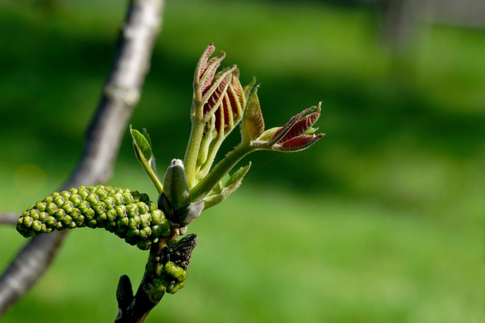 Sony a6000 + Sony FE 90mm F2.8 Macro G OSS sample photo. Nature, leaf, walnut photography