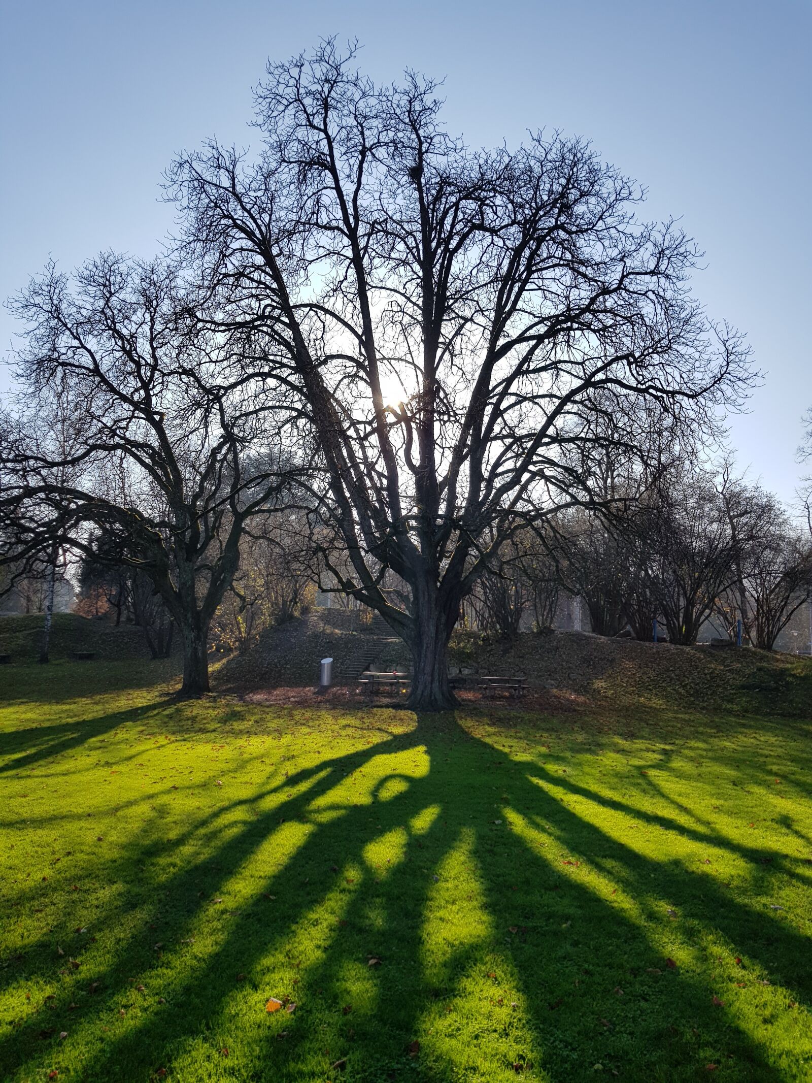Samsung Galaxy S8 sample photo. Tree, sunlight, grüne photography
