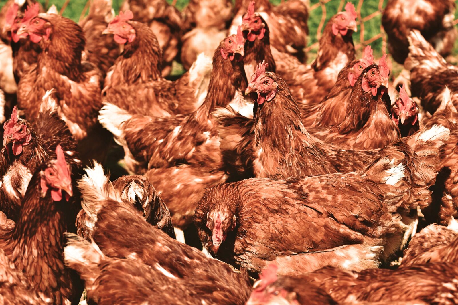 Nikon D7200 sample photo. Chicken, hen, poultry photography