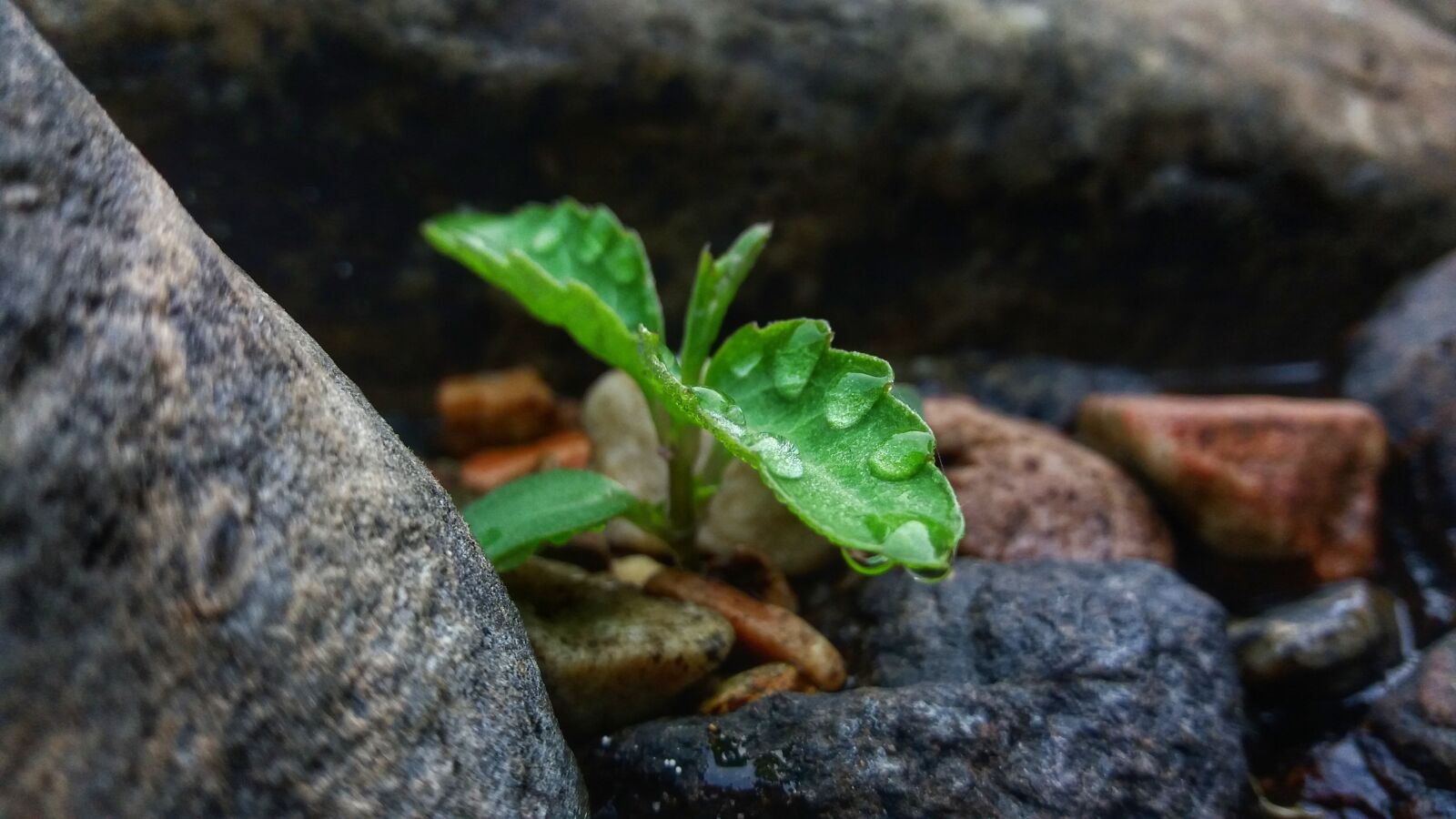 Samsung Galaxy J5(2016) sample photo. Tree, water drop, green photography