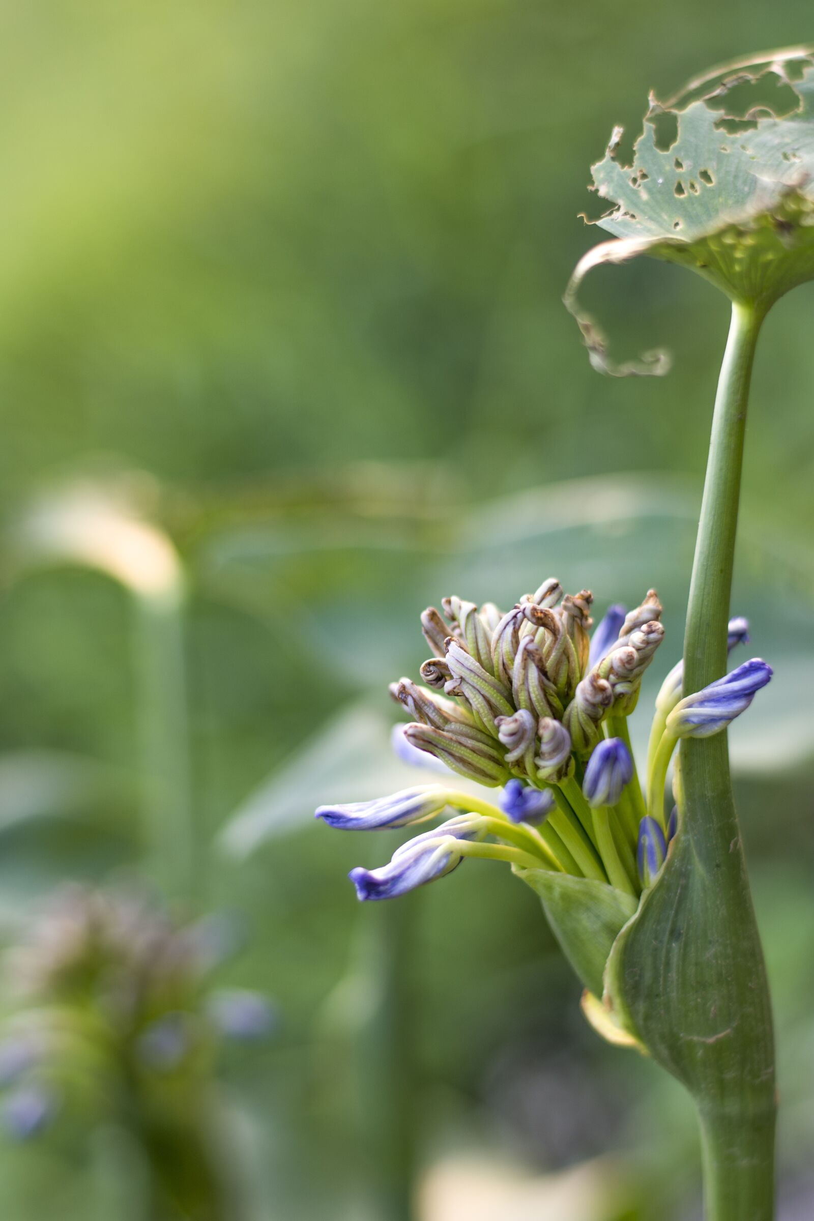 Nikon D7200 sample photo. Micro, nature, modern photography