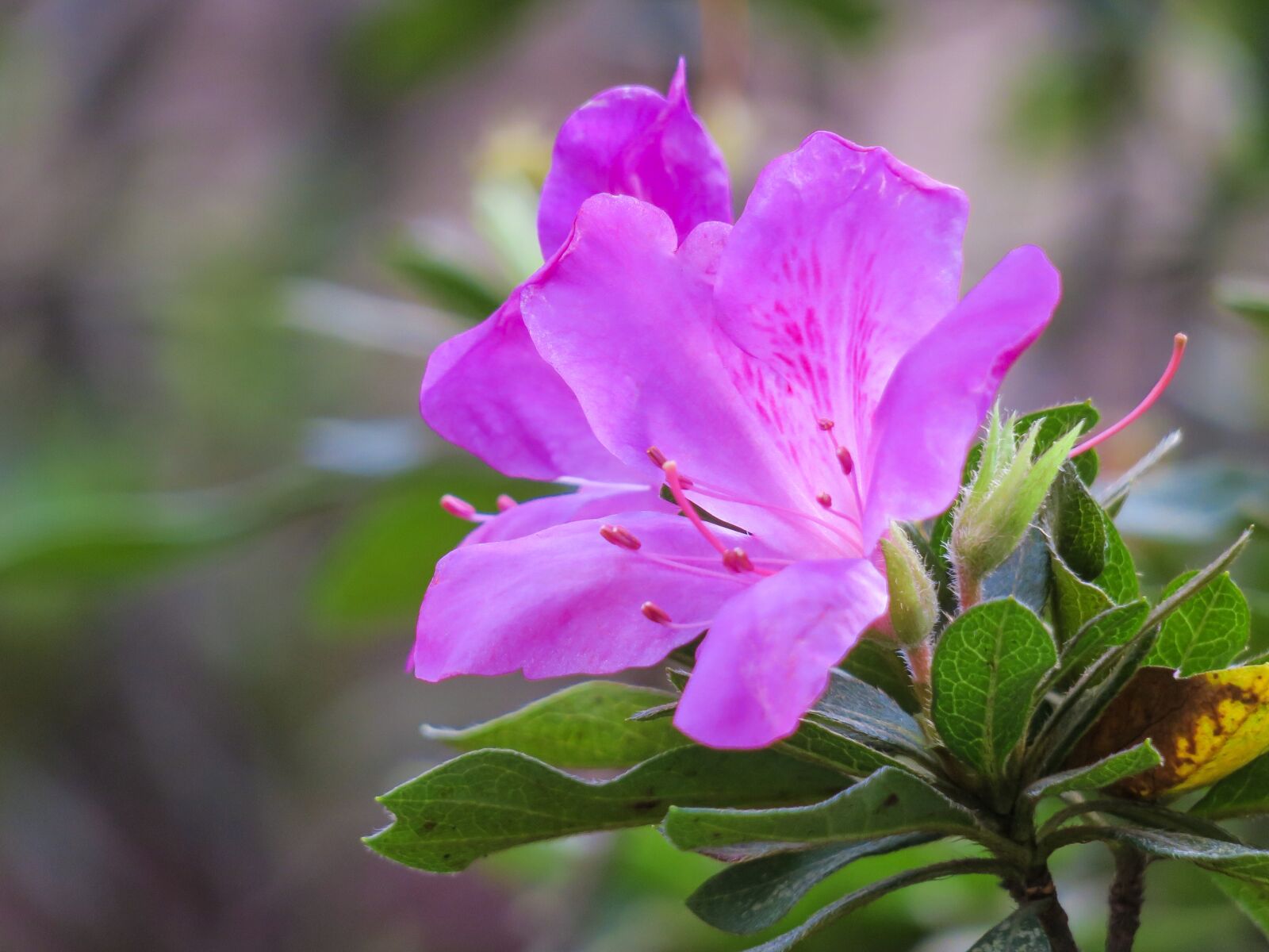 Canon PowerShot G3 X sample photo. Rhododendron, nature, flower photography