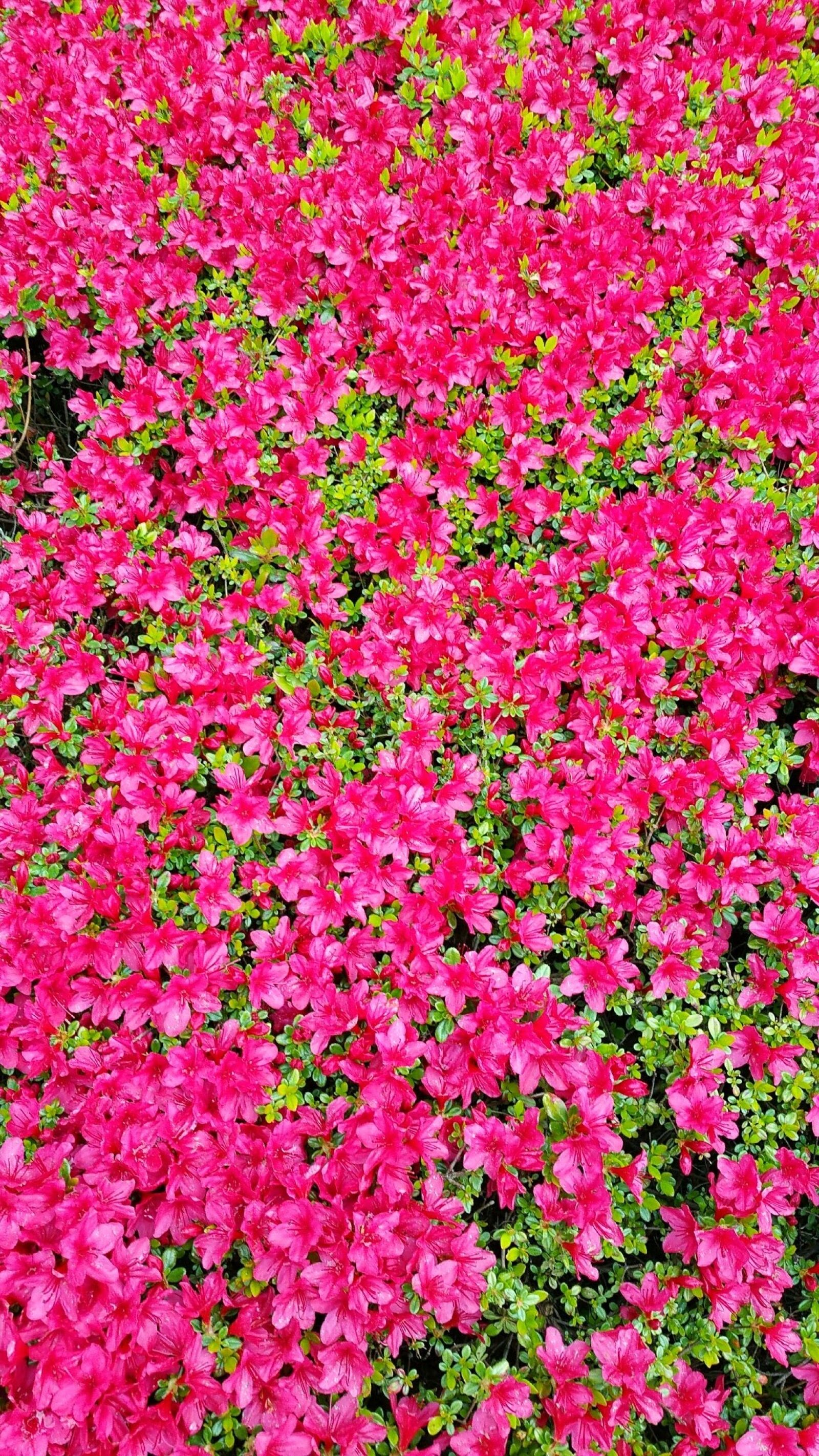 Samsung Galaxy Note4 sample photo. Pink, flowers, background photography