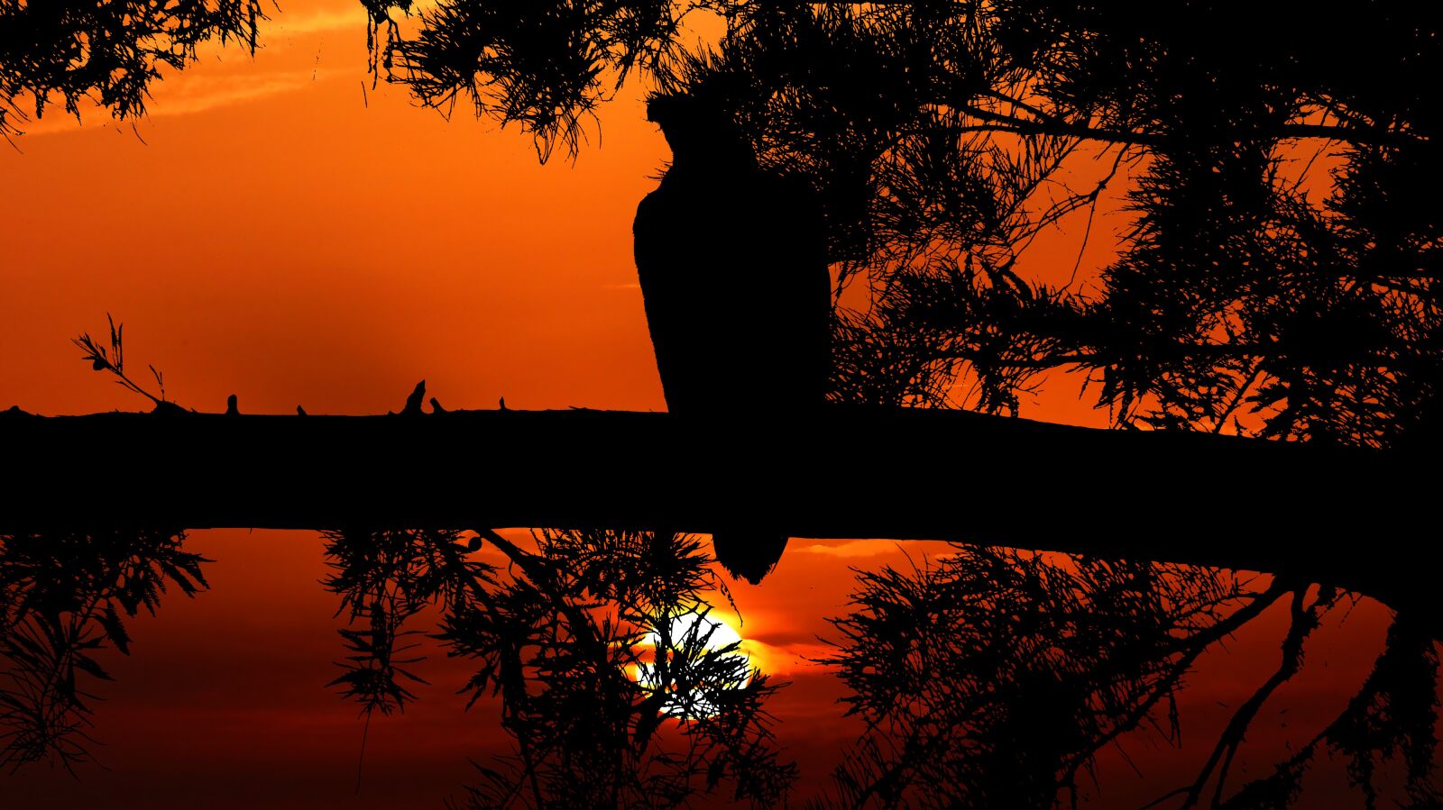 Panasonic Lumix DMC-FZ200 sample photo. Sunset, eagle, bird photography