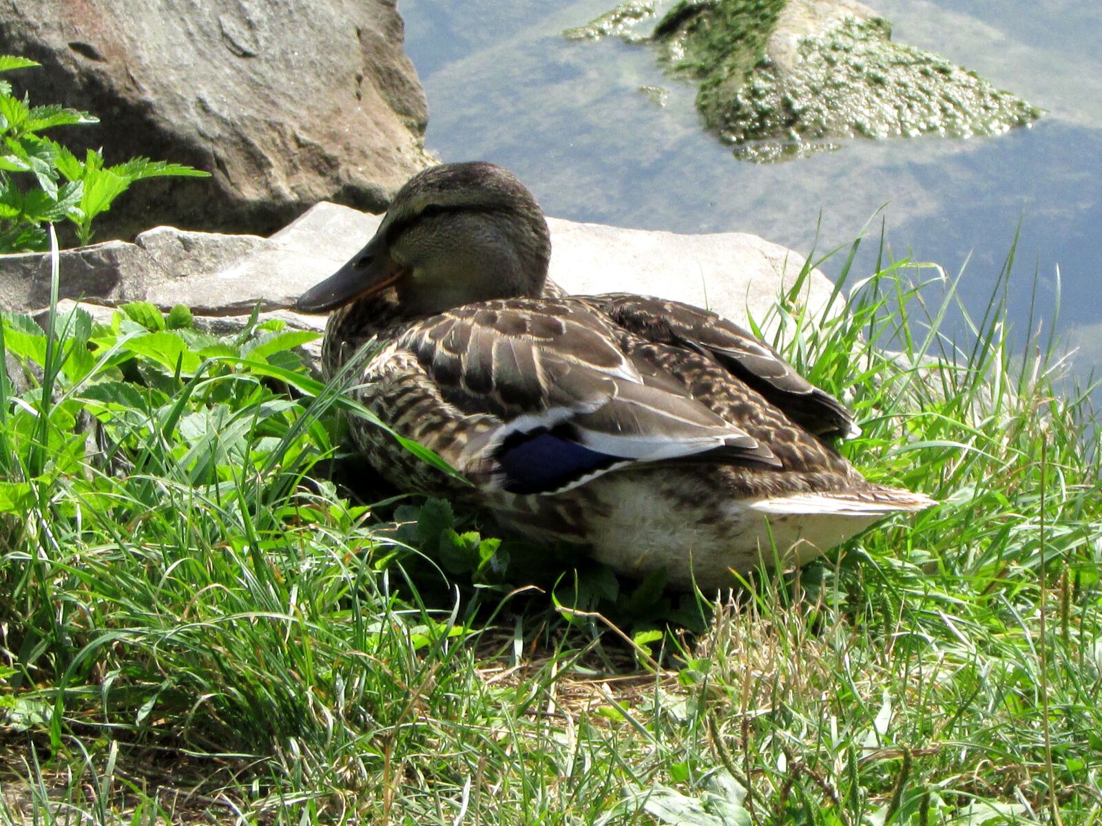 Canon PowerShot SX500 IS sample photo. Mallard, duck females, water photography