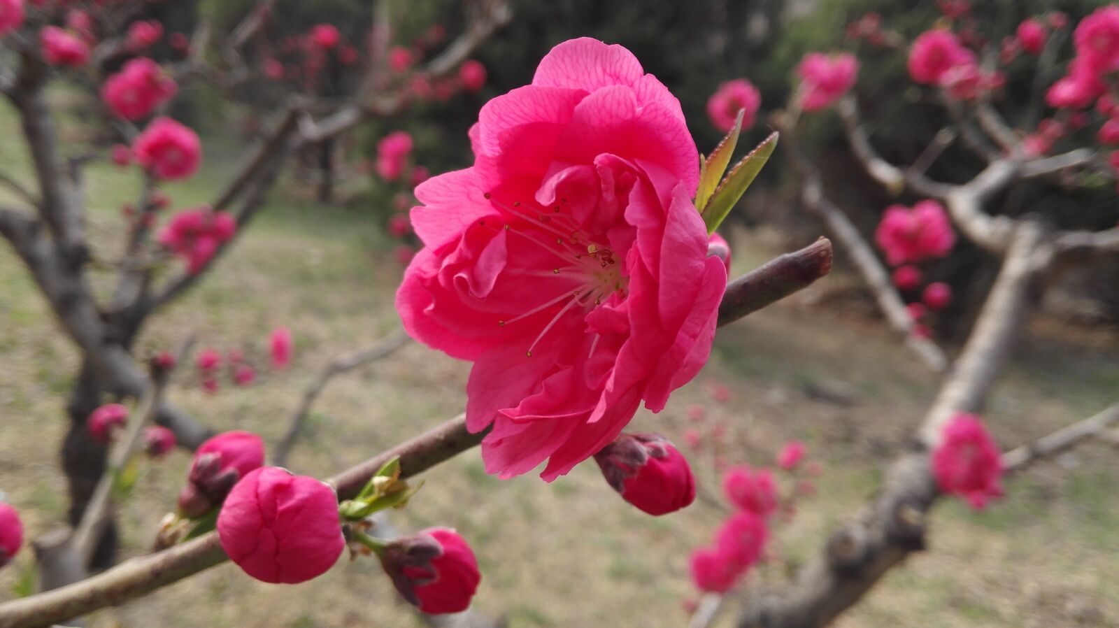 HUAWEI Mate 7 sample photo. Peach blossom, spring, red photography