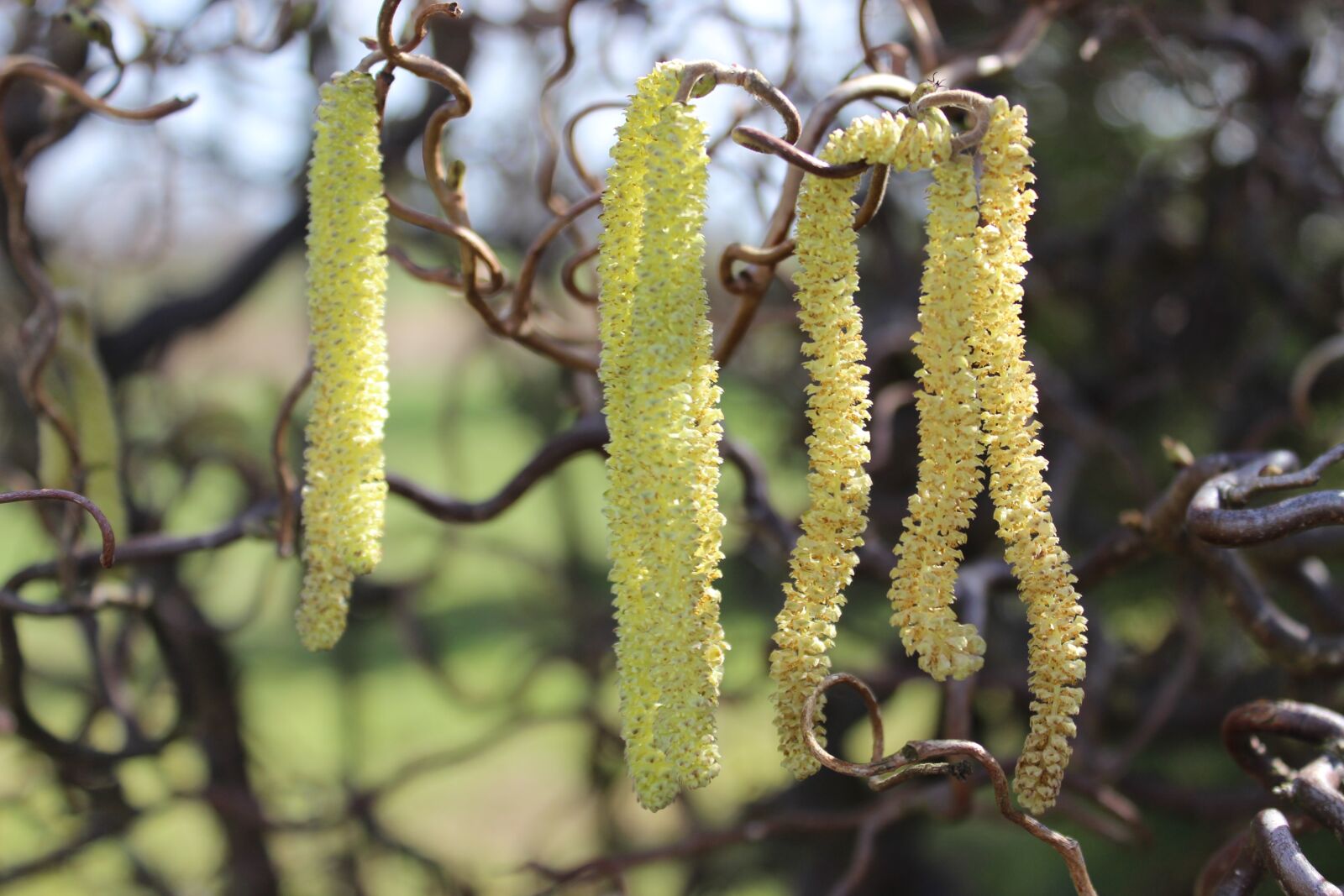 Canon EOS 600D (Rebel EOS T3i / EOS Kiss X5) sample photo. Hazelnut pollen, nature, inflorescence photography