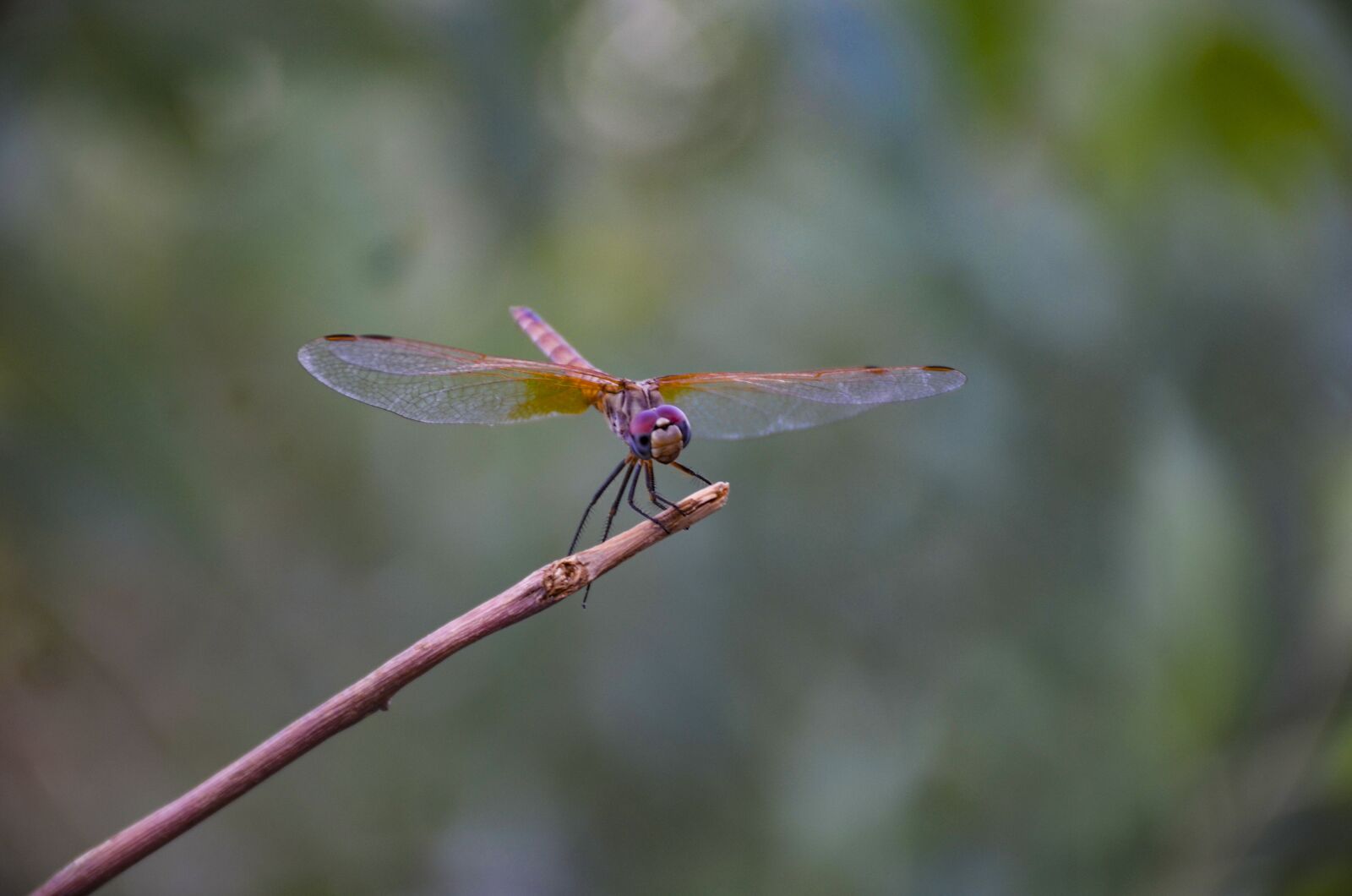 Nikon D7000 sample photo. Dragonfly, red dragonfly, insect photography