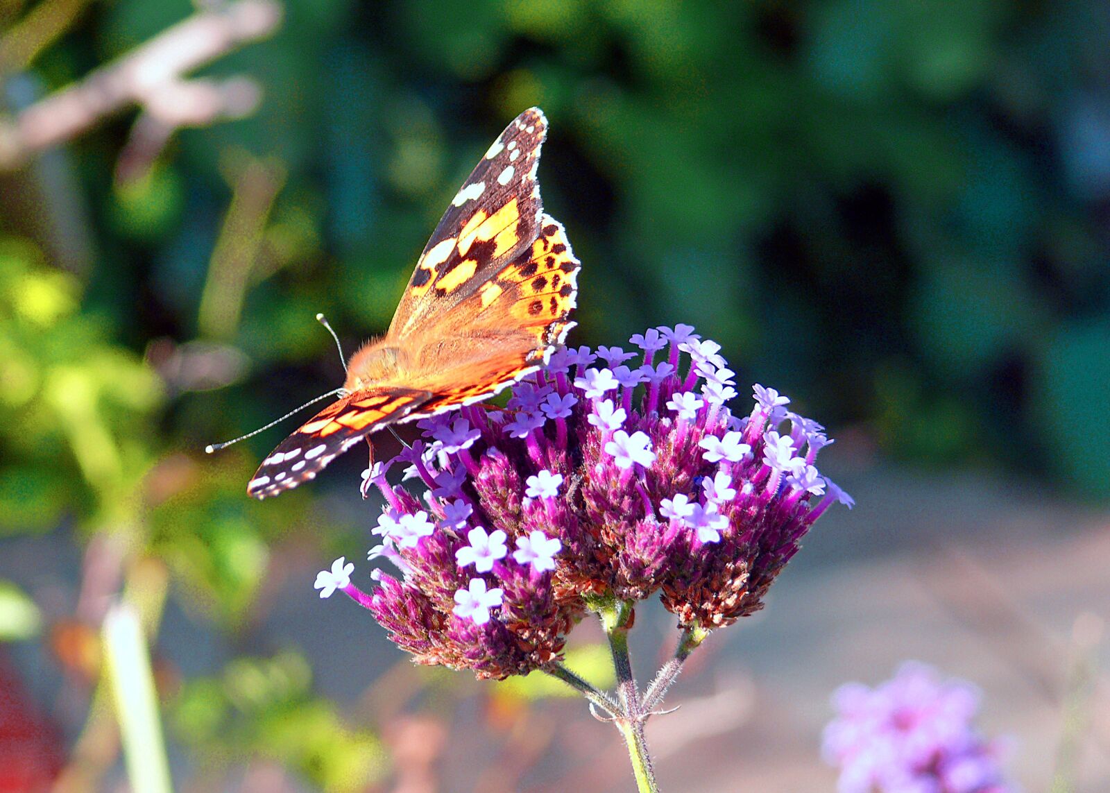 Panasonic DMC-FZ50 sample photo. Butterfly, insect, wings photography