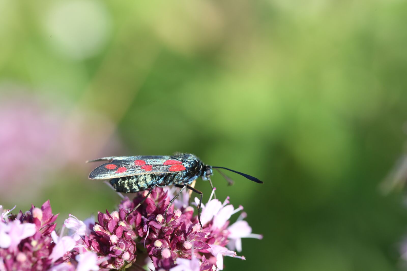 Canon EF 100mm F2.8L Macro IS USM sample photo. Blood, butterfly, flower photography