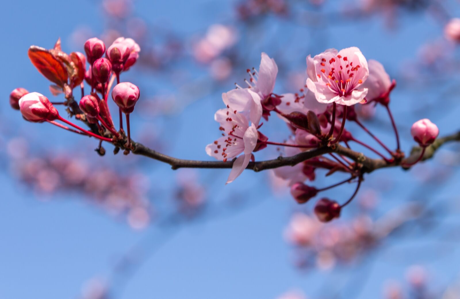 Canon EOS 650D (EOS Rebel T4i / EOS Kiss X6i) sample photo. Ornamental cherry, blossom, bloom photography