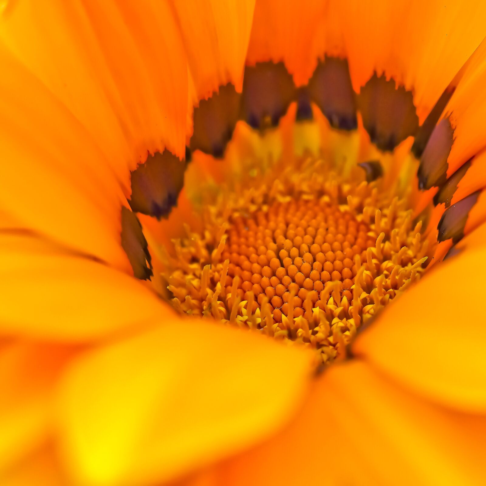 Olympus OM-D E-M10 sample photo. Cape basket, flower, spanish photography