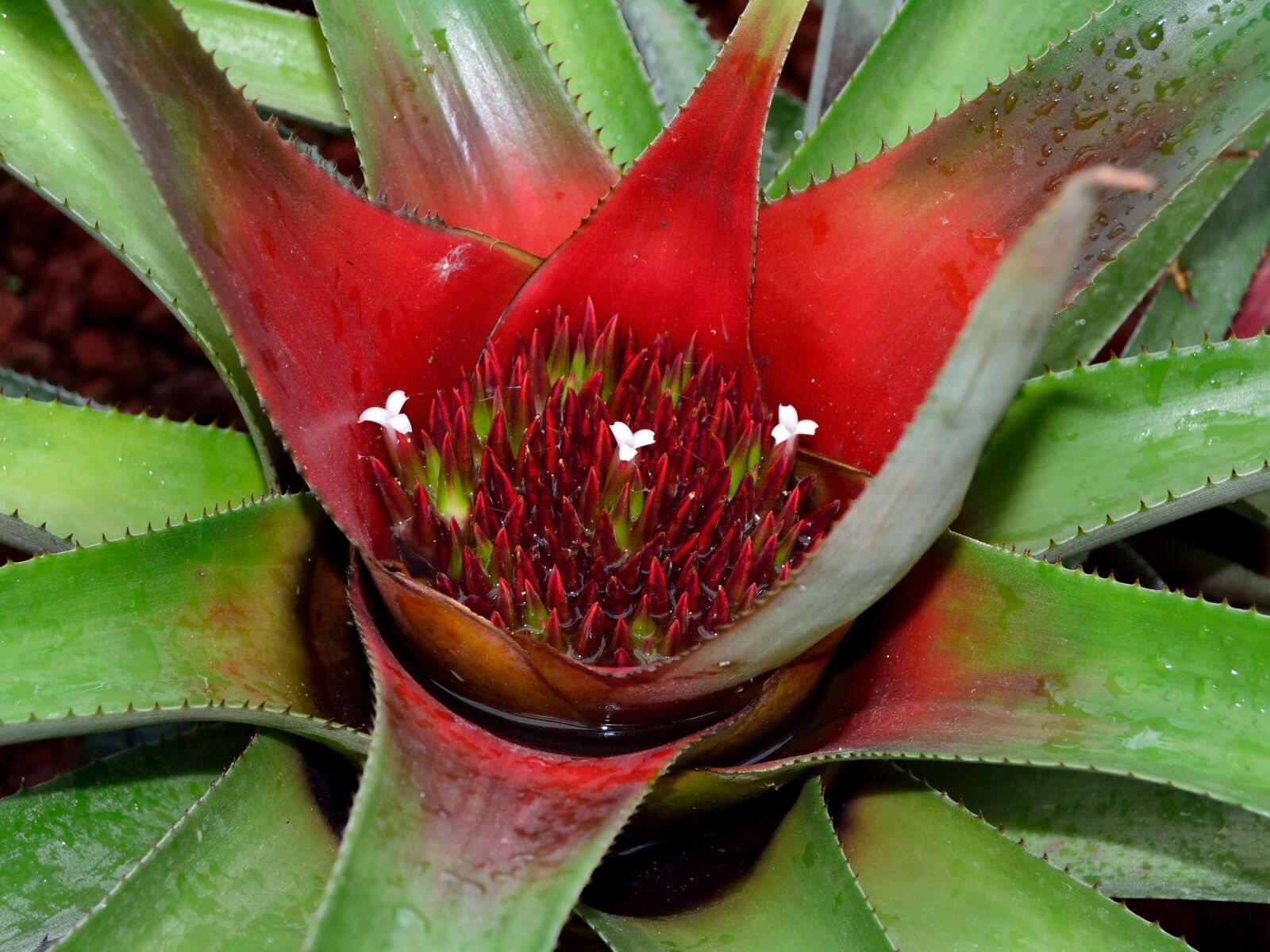 Nikon D5200 sample photo. Bromeliad, neoregelia, red photography