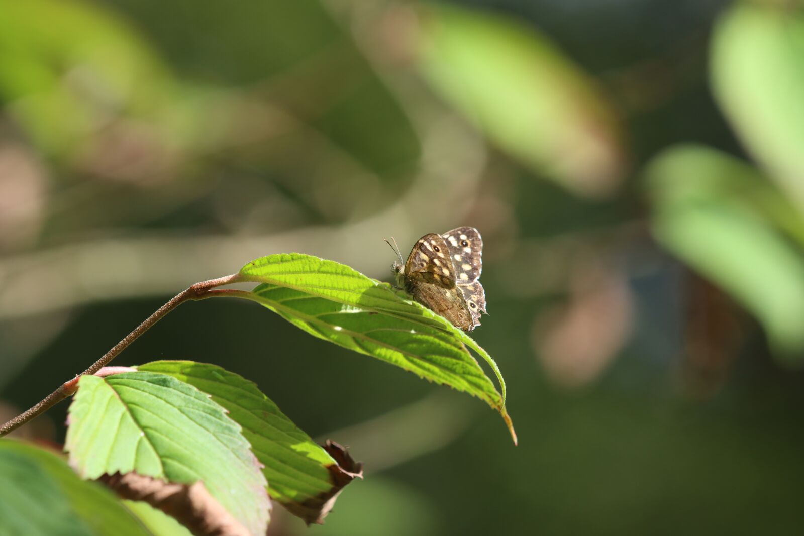 Canon EF 180mm F3.5L Macro USM sample photo. Butterfly, lepidoptera, entomology photography