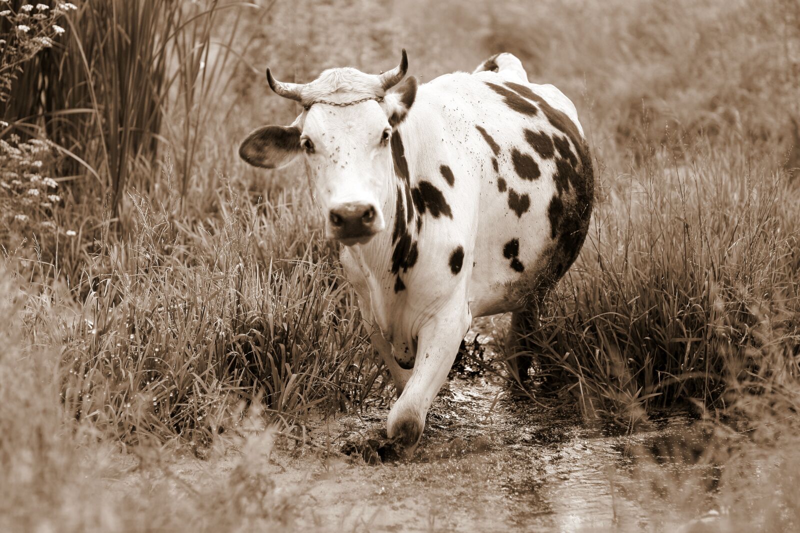 Canon EOS 450D (EOS Rebel XSi / EOS Kiss X2) sample photo. Cow, bovine, spotted photography