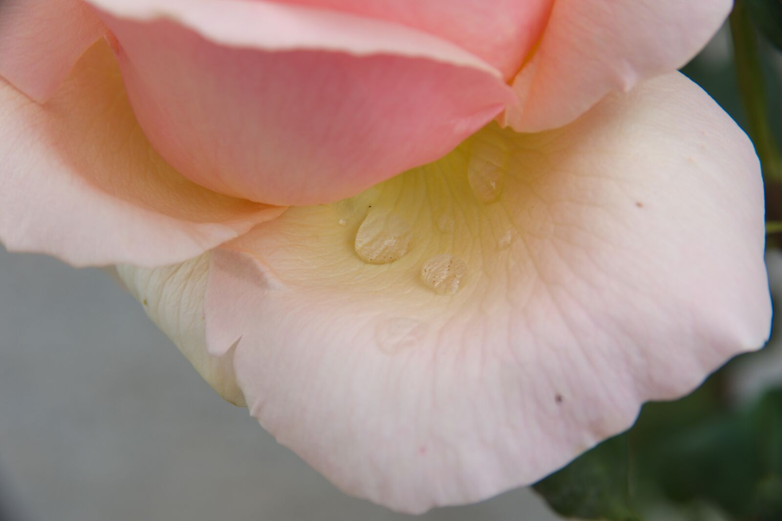 Pentax K-70 sample photo. Rose, blume, rot photography