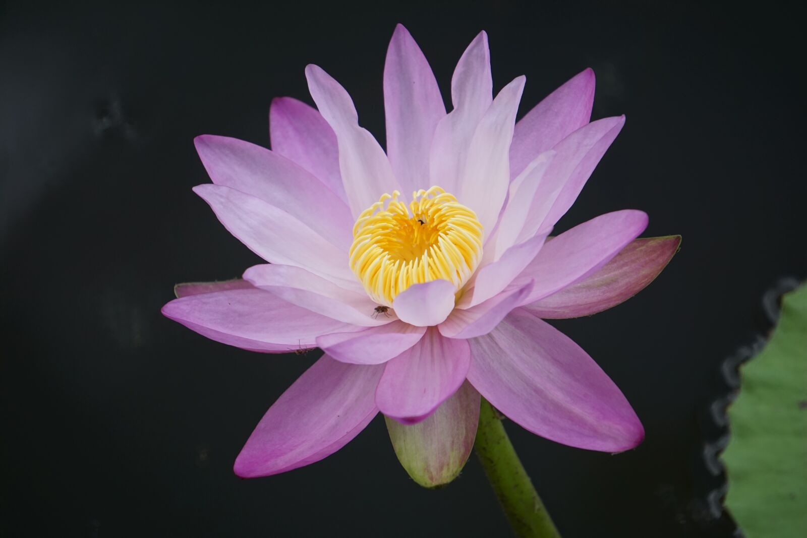 Sony E 55-210mm F4.5-6.3 OSS sample photo. Water lily, nymphaea, aquatic photography