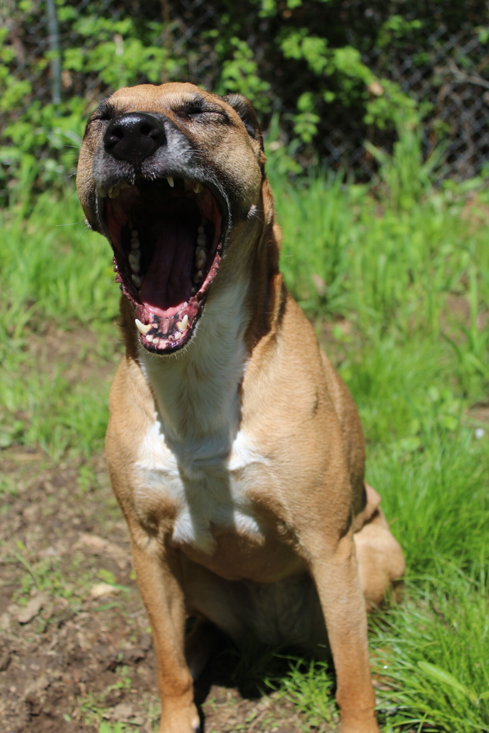 Canon EOS 1200D (EOS Rebel T5 / EOS Kiss X70 / EOS Hi) sample photo. Black, mouth, cur, rescue photography