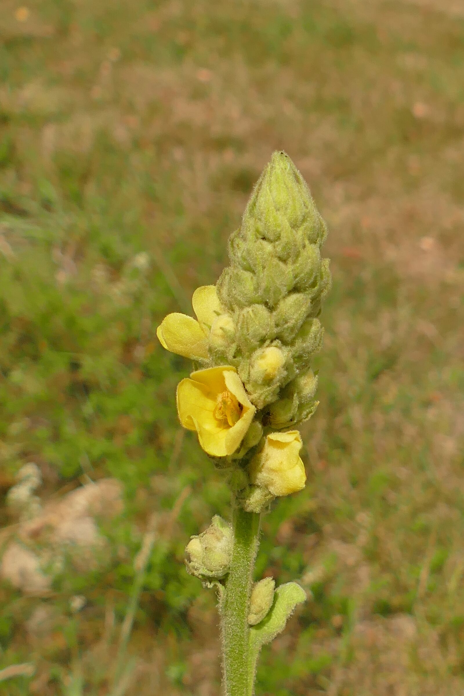 Panasonic Lumix DMC-FZ1000 sample photo. Mullein, close up, blossom photography