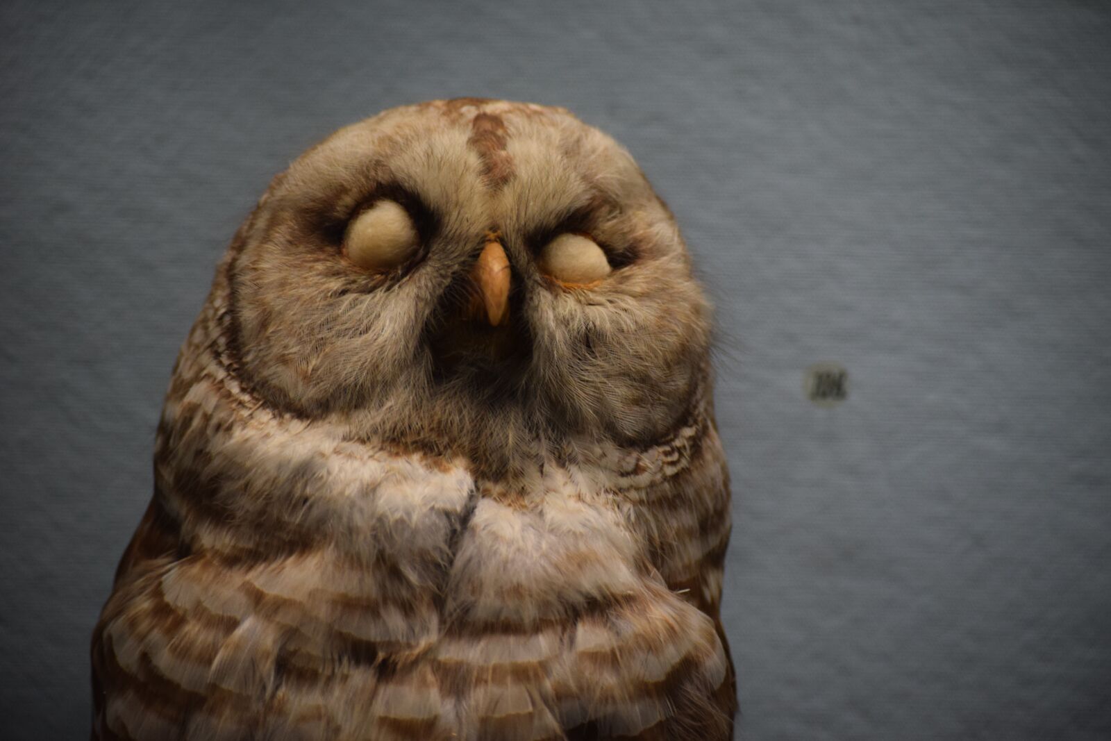 Nikon D3300 sample photo. Owl, sleep, bird photography