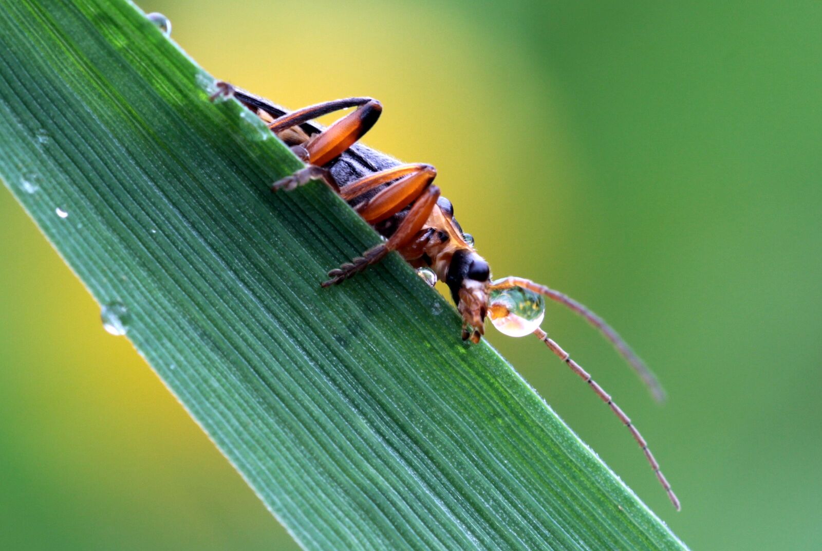 Canon EOS 650D (EOS Rebel T4i / EOS Kiss X6i) sample photo. Soldier beetle, cantharidae, side photography