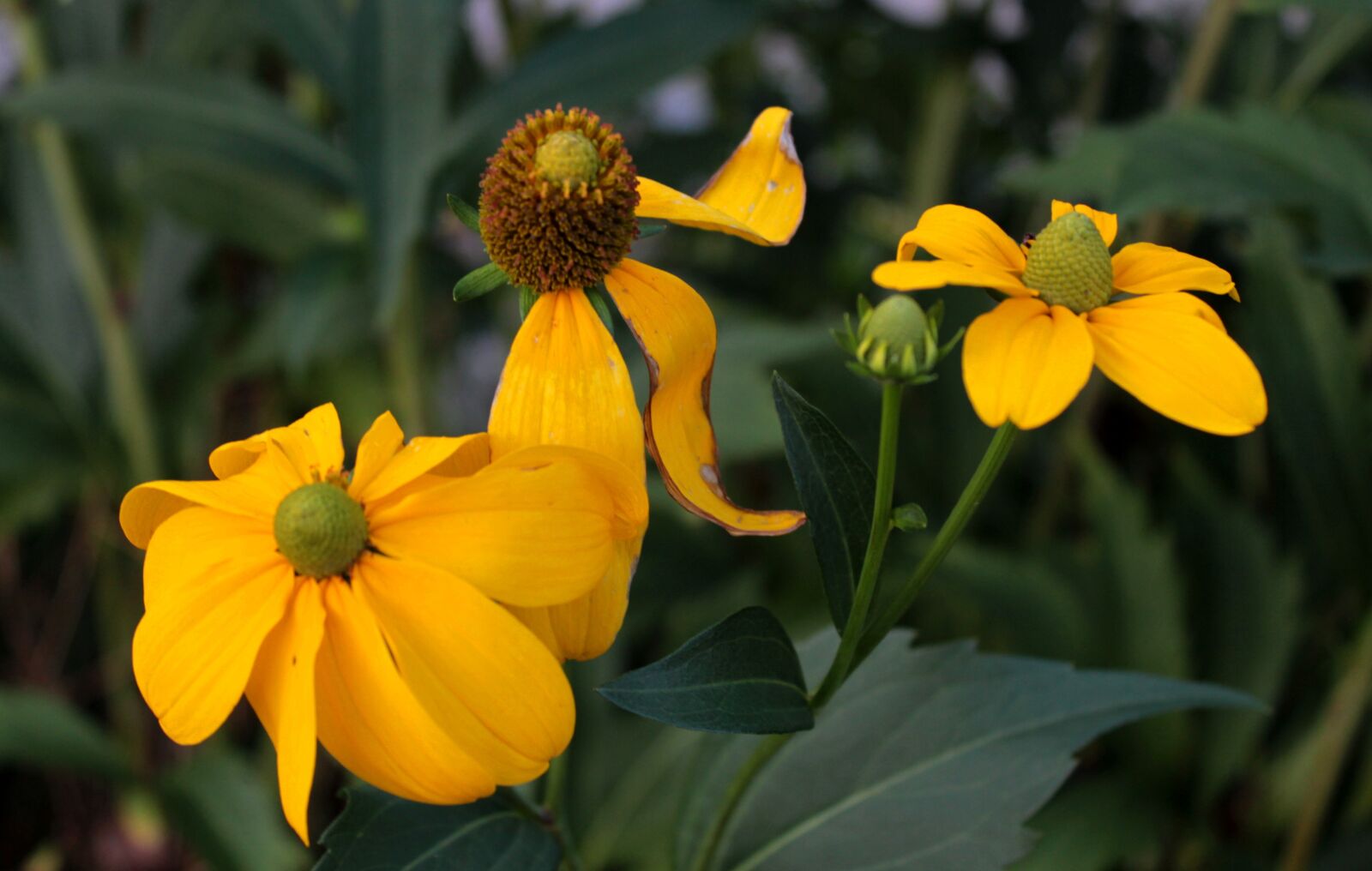 Canon EOS 600D (Rebel EOS T3i / EOS Kiss X5) sample photo. Helenium, rosilla, yellow photography