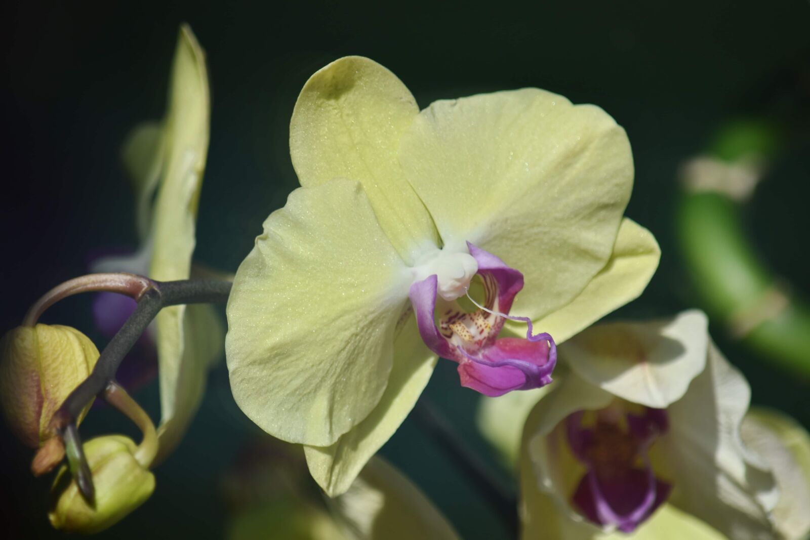 Nikon D5500 sample photo. Beautiful image, biology, botany photography