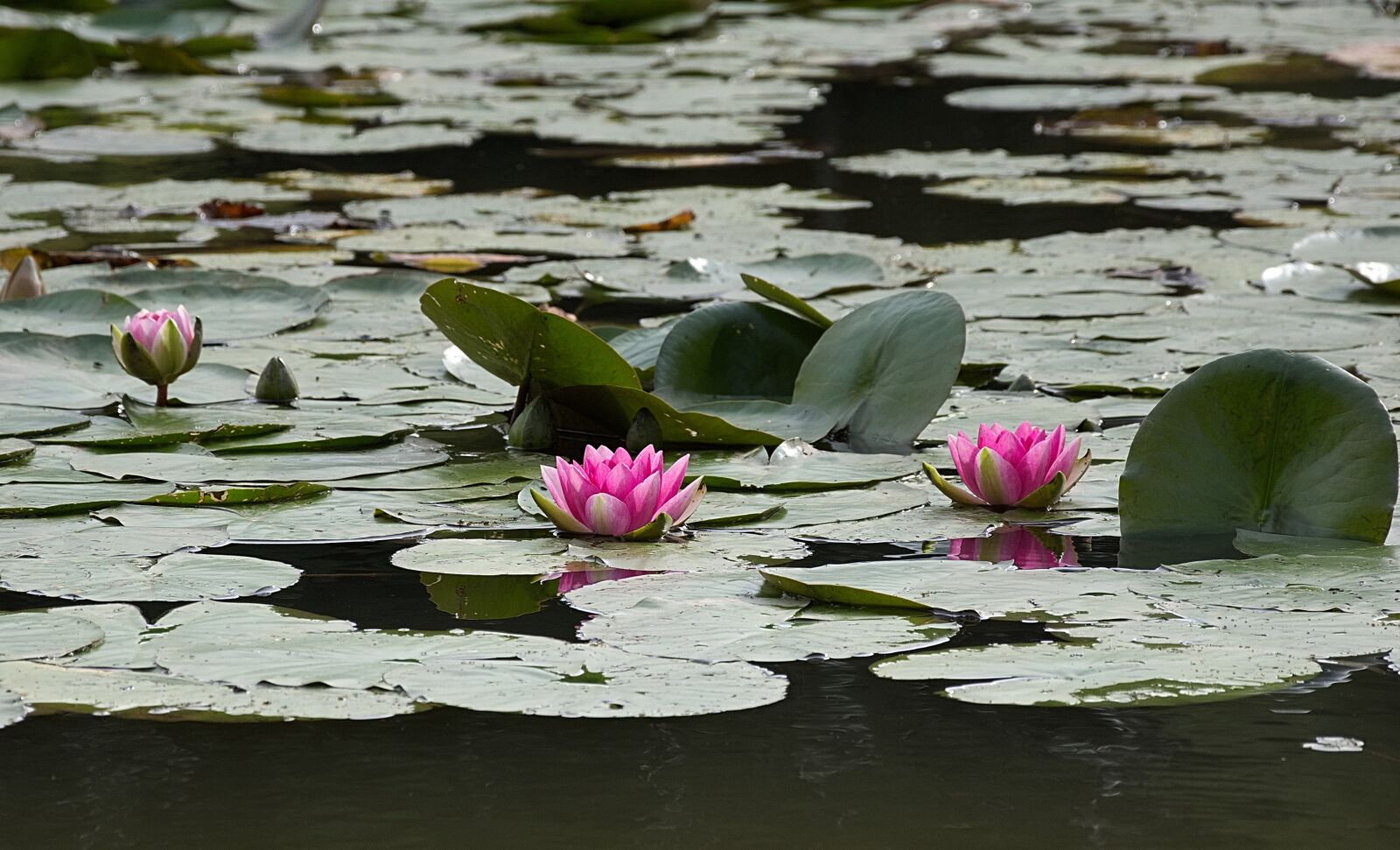 Nikon D7200 sample photo. Nuphar lutea, water lily photography