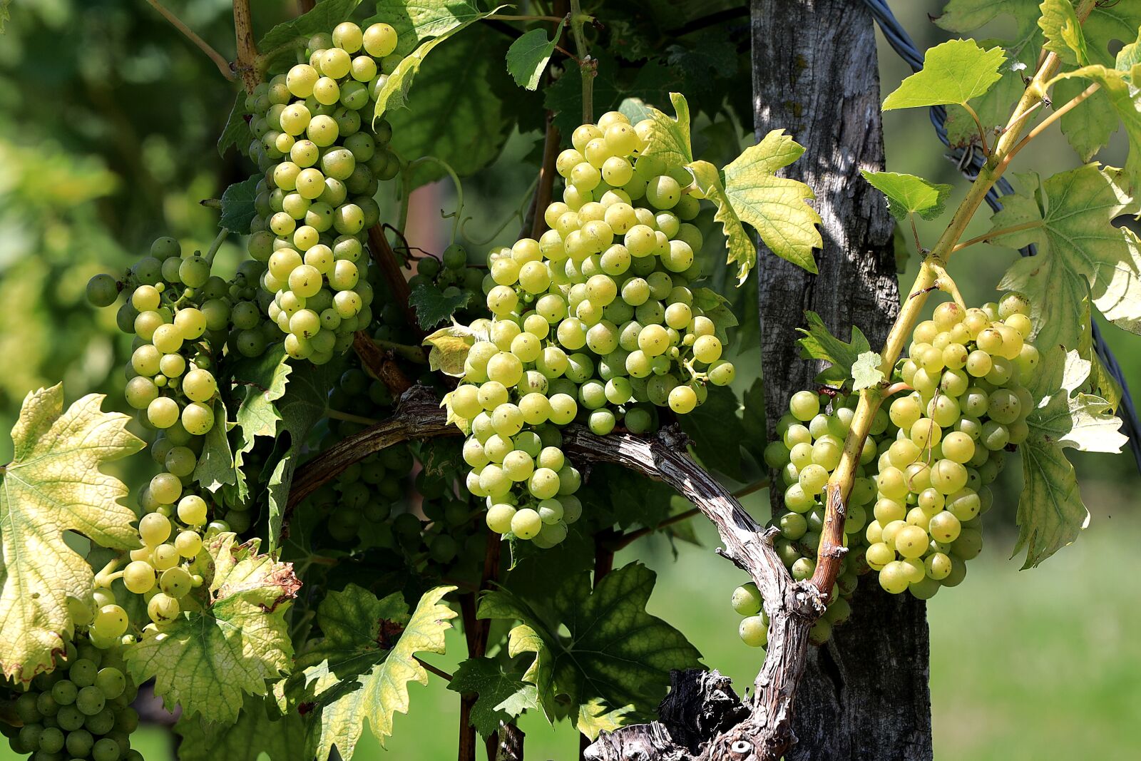 Canon EOS R sample photo. Grapes, fruit, vines photography