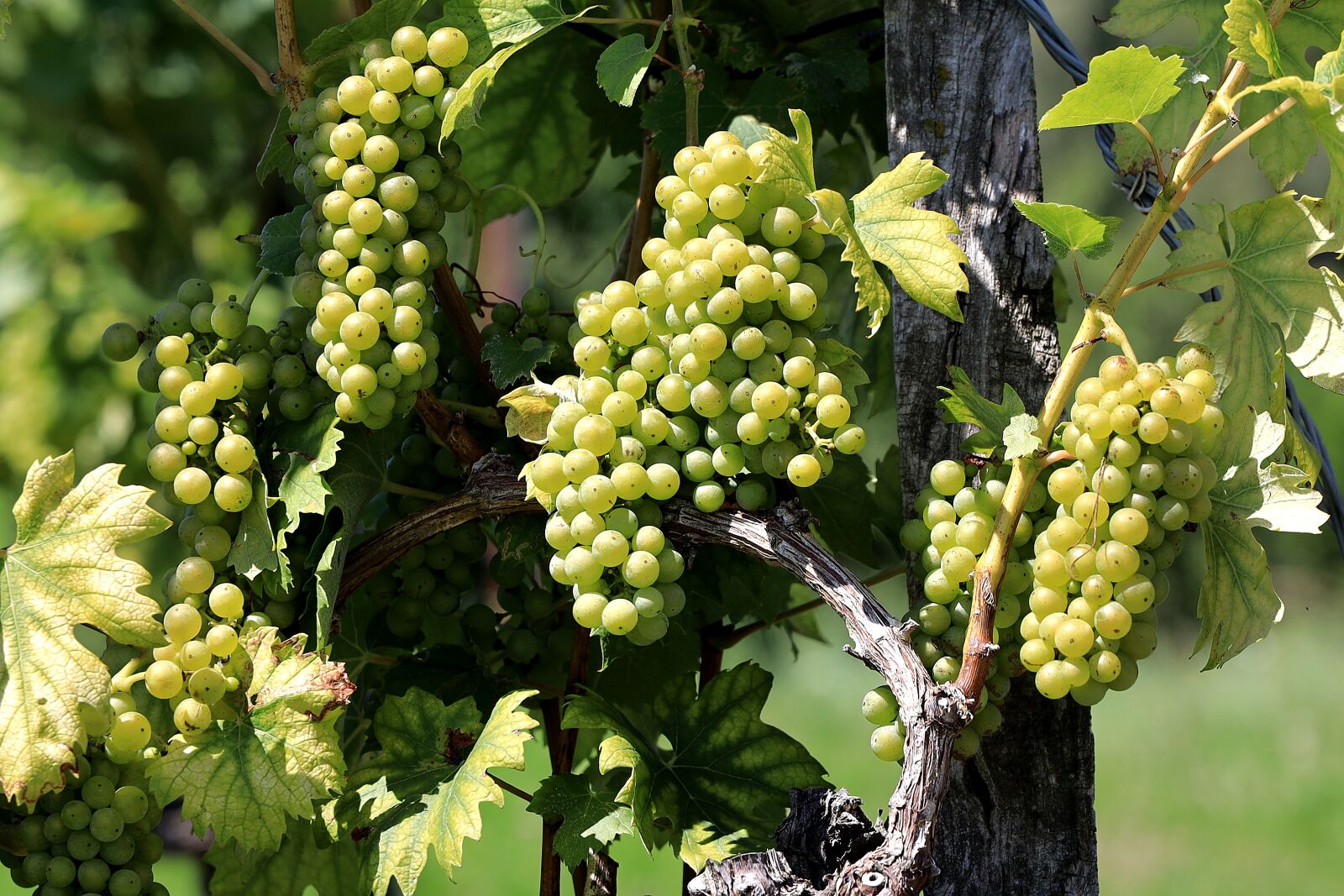 Canon EOS R + Canon RF 24-105mm F4L IS USM sample photo. Grapes, fruit, vines photography