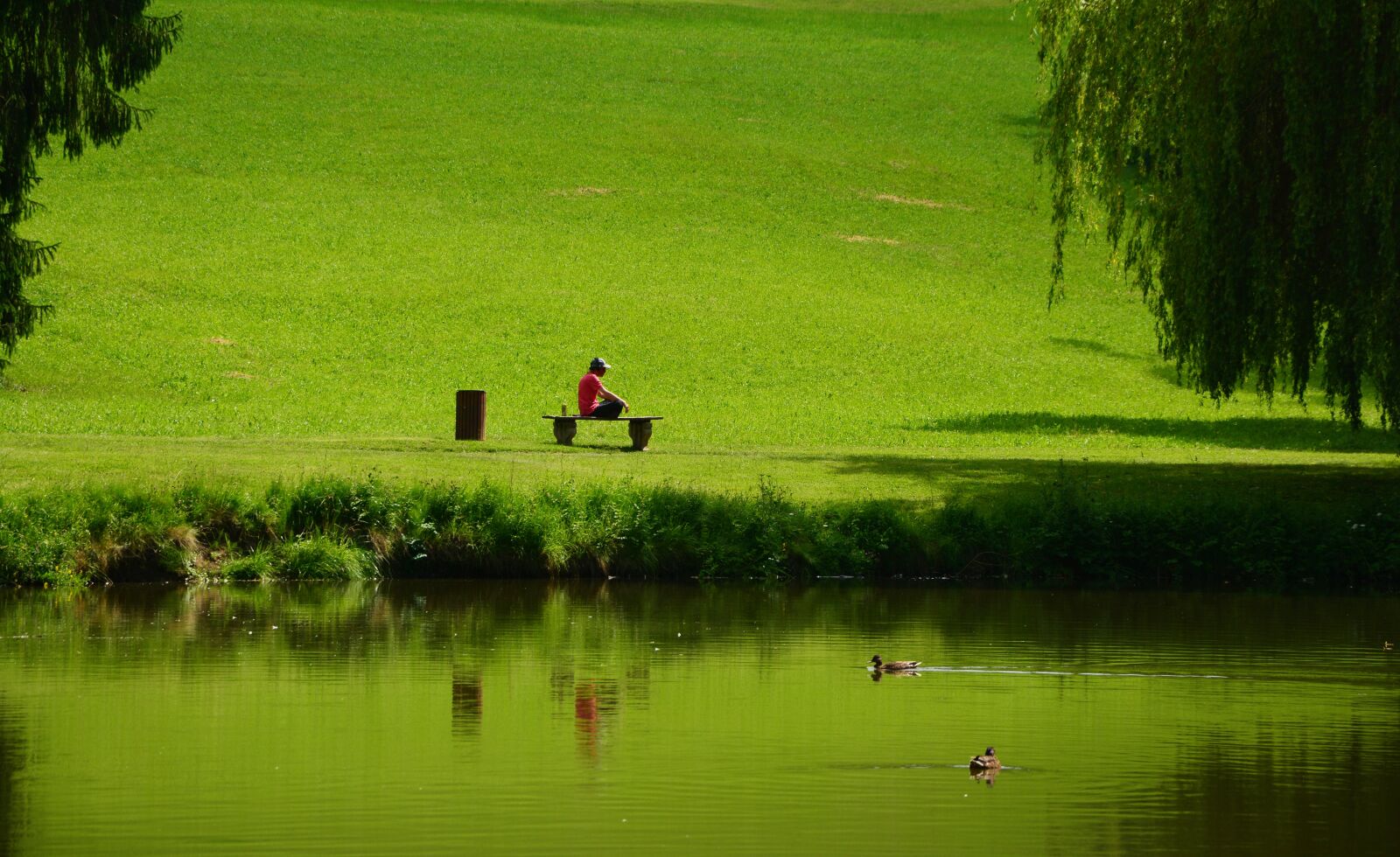 Nikon D5200 sample photo. Park, meadow, rush photography