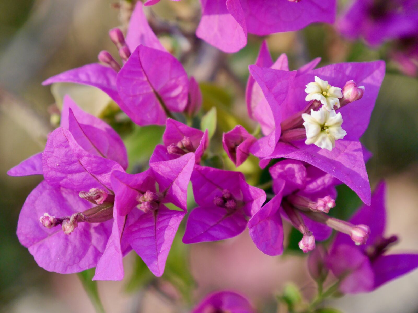 Panasonic Lumix DMC-G6 sample photo. Flowers, spain, fauna photography