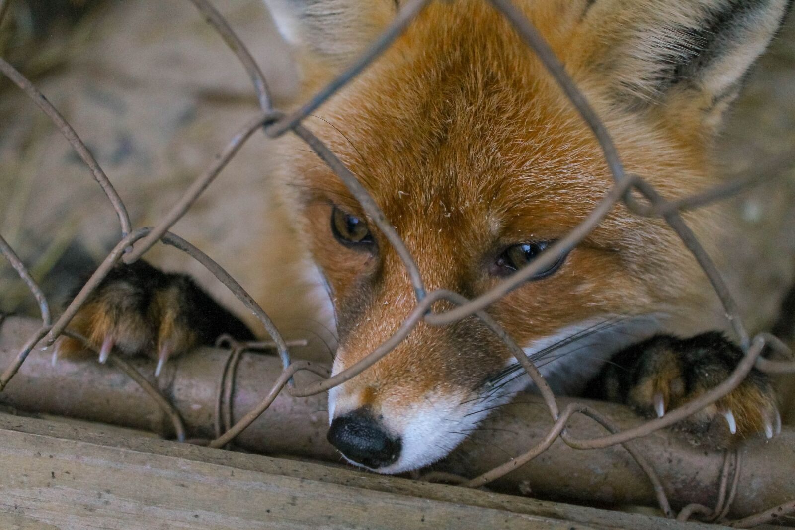 Canon EOS 1100D (EOS Rebel T3 / EOS Kiss X50) sample photo. Fox, zoo, predator photography