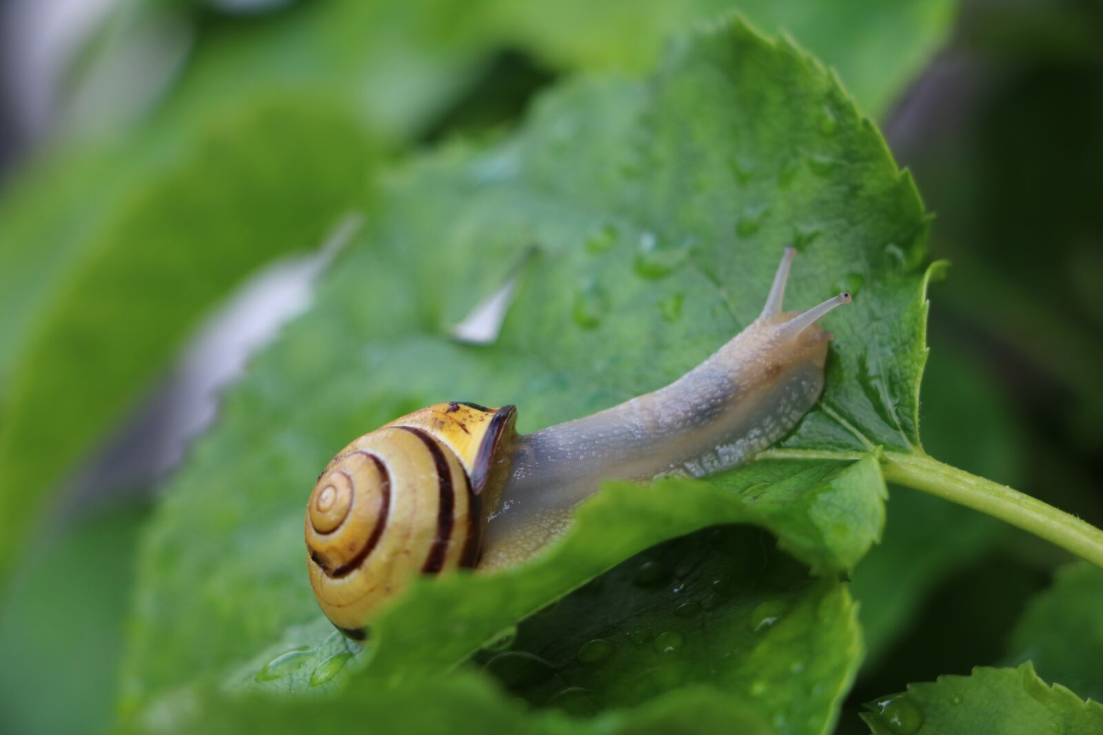 Canon EOS 750D (EOS Rebel T6i / EOS Kiss X8i) sample photo. Snail, shell, leaf photography