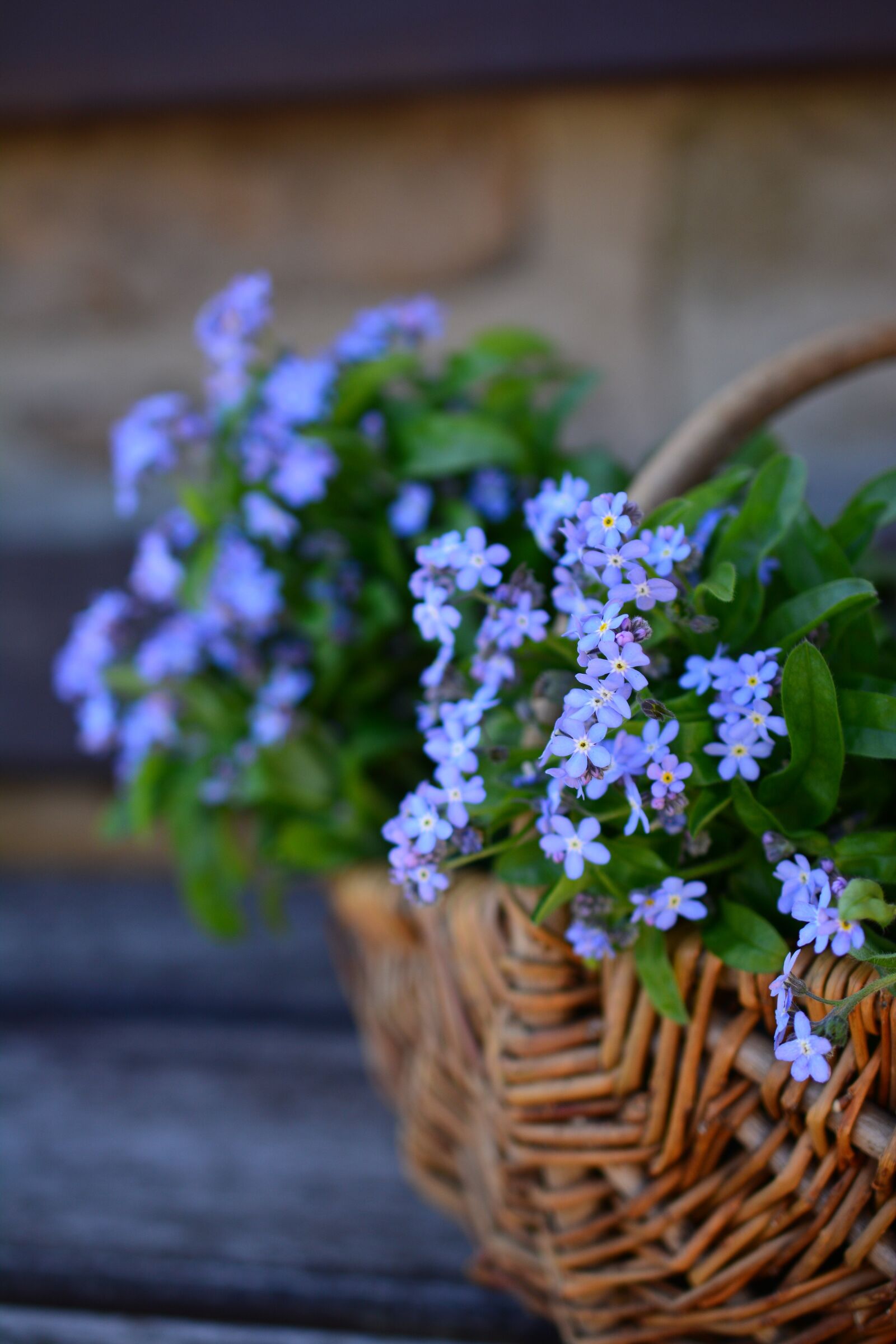 Nikon D5200 sample photo. Forget me not, flowers photography
