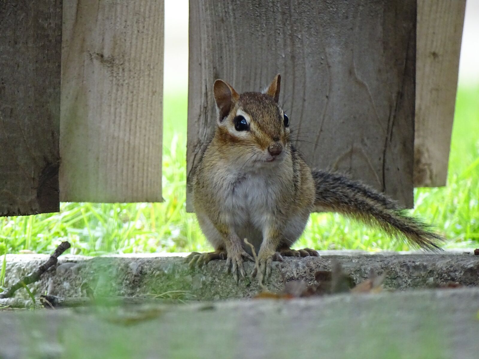 Sony Cyber-shot DSC-HX400V sample photo. Squirrel, animal, nature photography