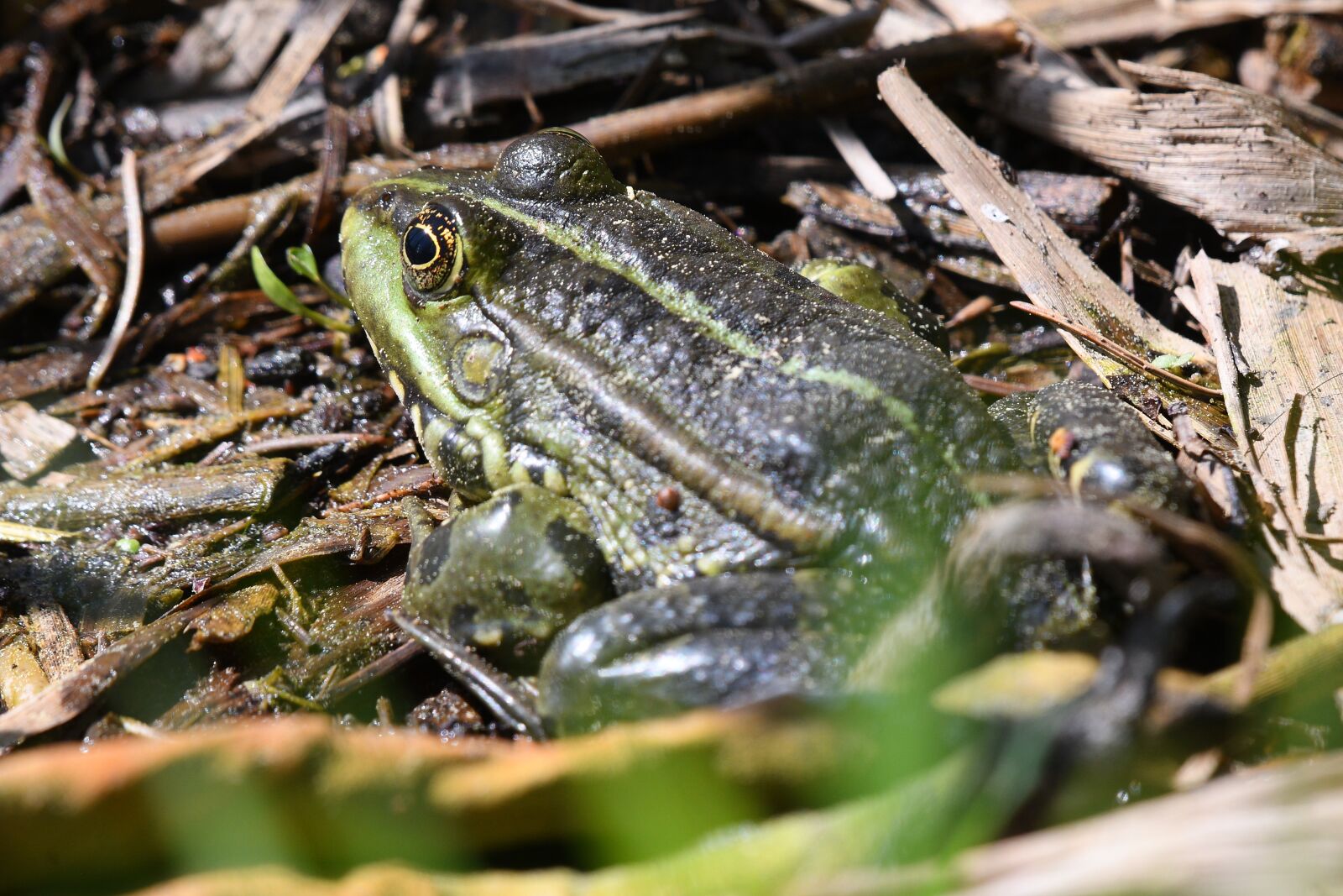 Nikon D500 sample photo. Frog, amphibian, nature photography