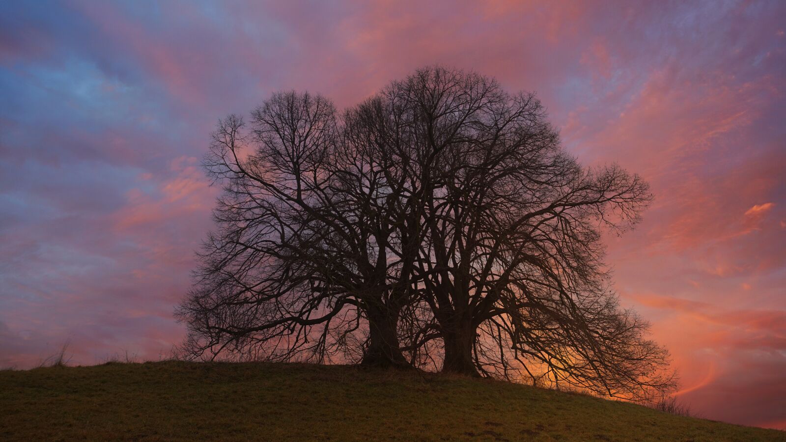 Sony a7 sample photo. Tree, sunset, dream photography